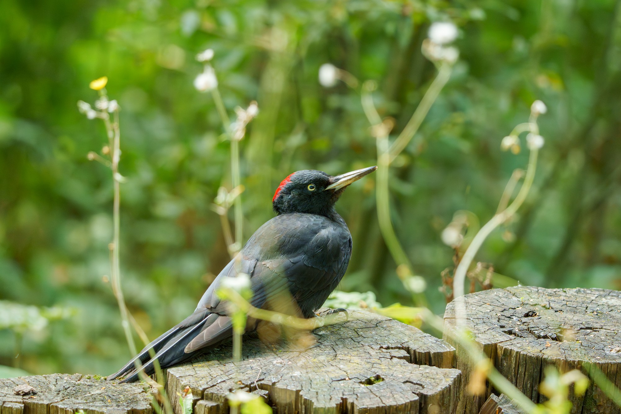 Удивительные мир птиц. Вокруг нас столько прекрасного — присмотритесь!. Ваш личный фотограф Марина Волкова