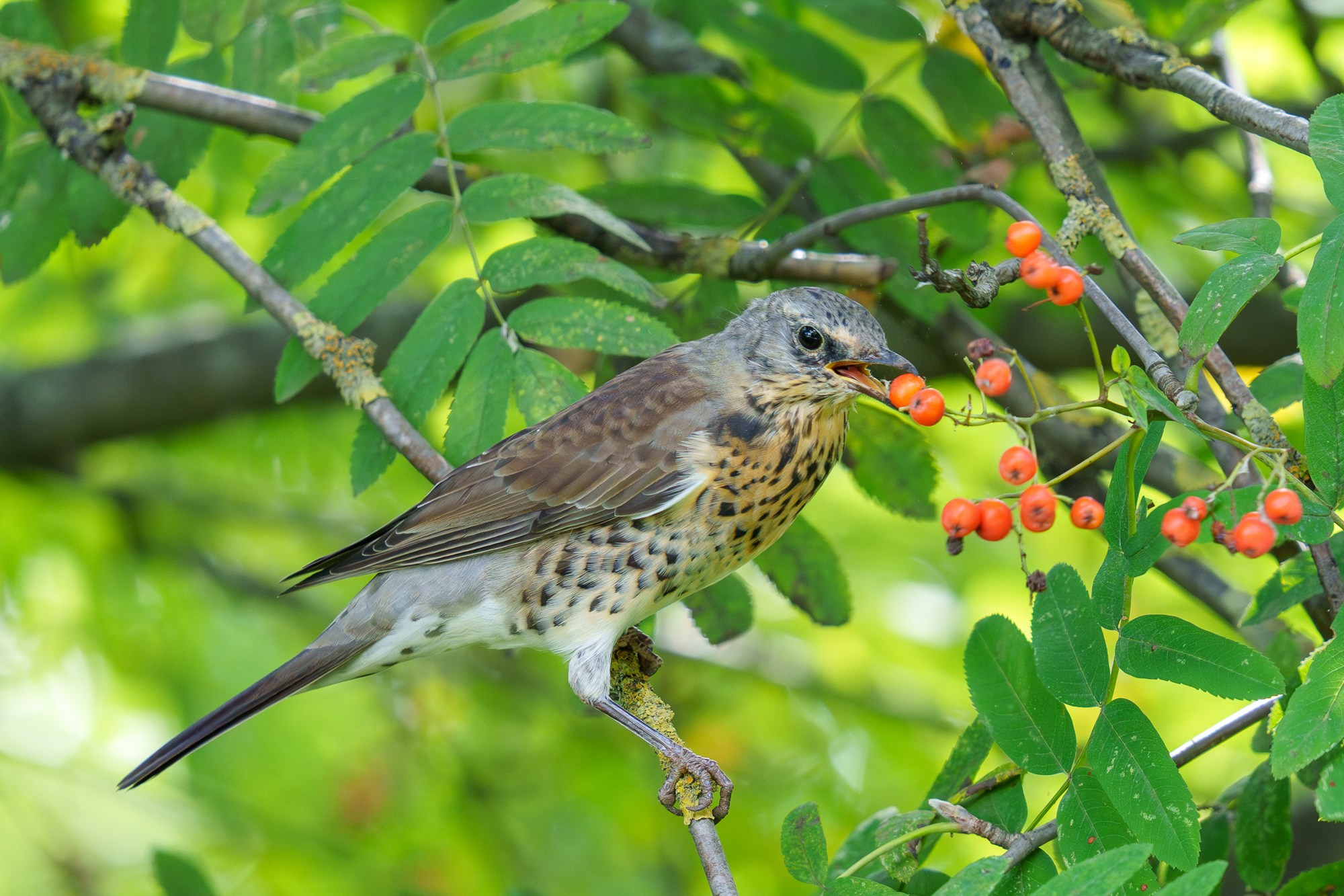 Удивительные мир птиц. Вокруг нас столько прекрасного — присмотритесь!. Ваш личный фотограф Марина Волкова