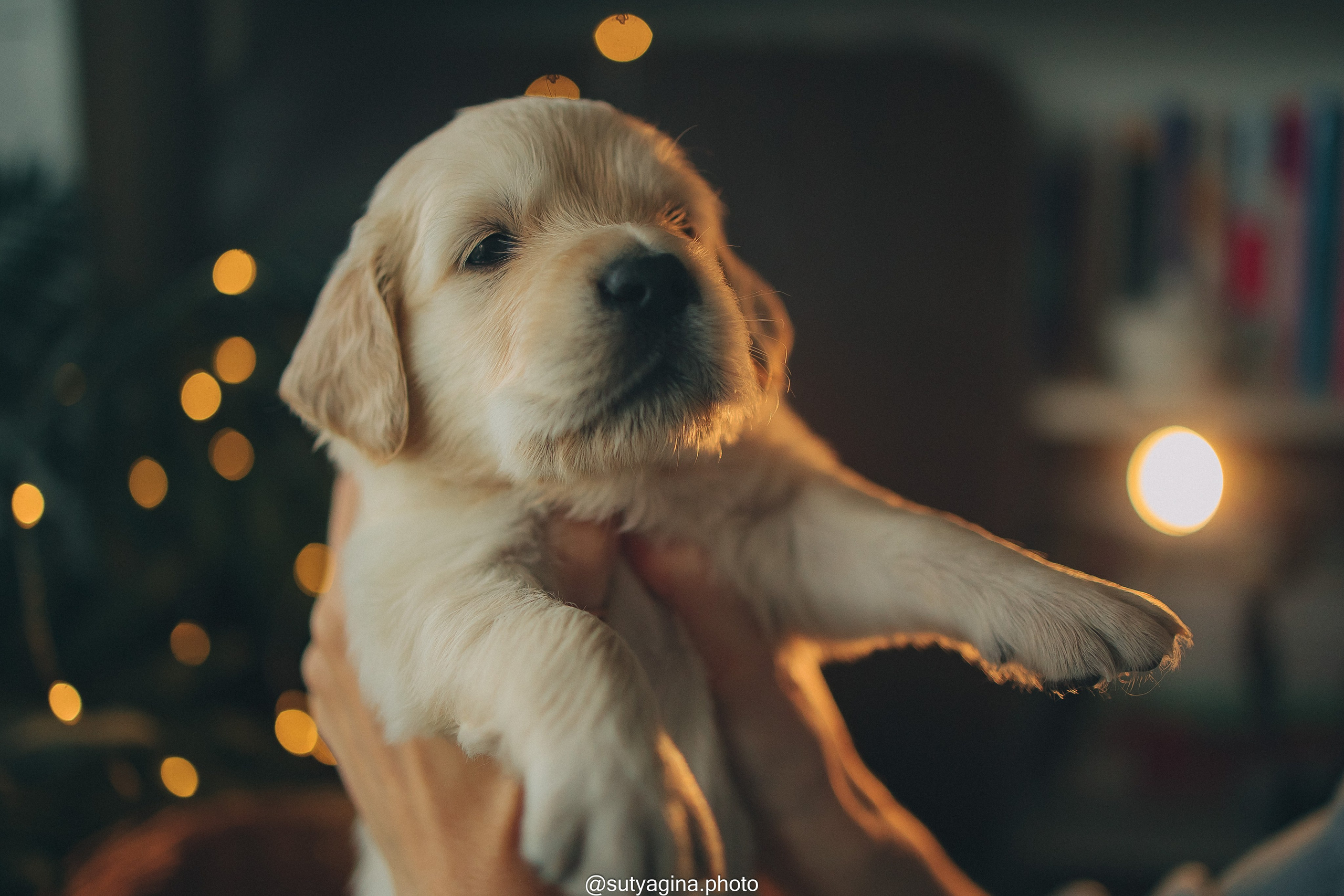 Фиолетовая лента. Свадебный и женский фотограф