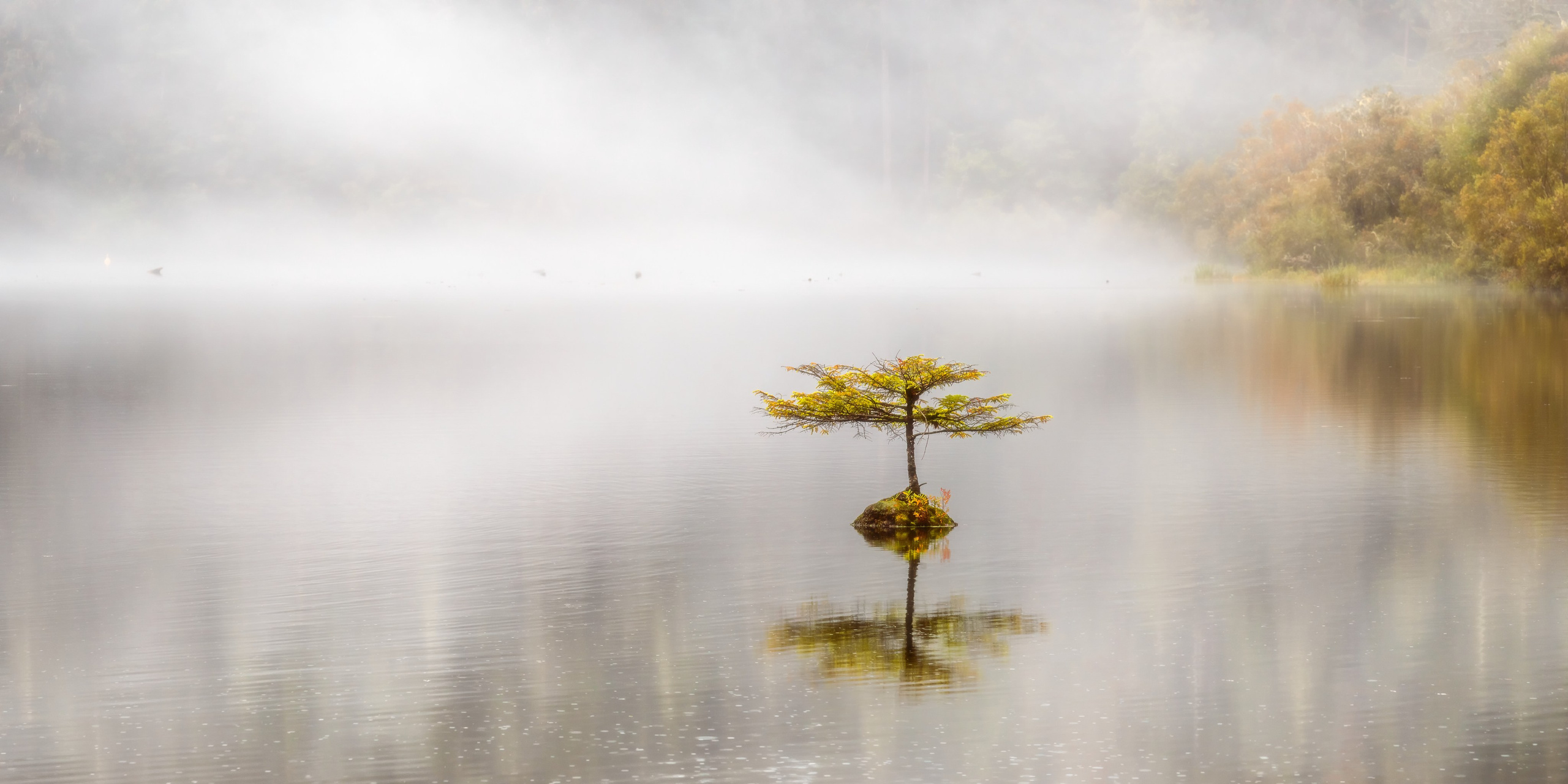 Деревья умирая обычно дают жизнь новым деревьям. Так и это одинокое дерево, выросло посереди озера, благодаря старой коряге, упавшей когда-то в воду. Дождливая погода - обычное явление осенью на тихоокеанском побережье Канады и туман, накрывший озеро, добавил некоторой мистичности пейзажу.