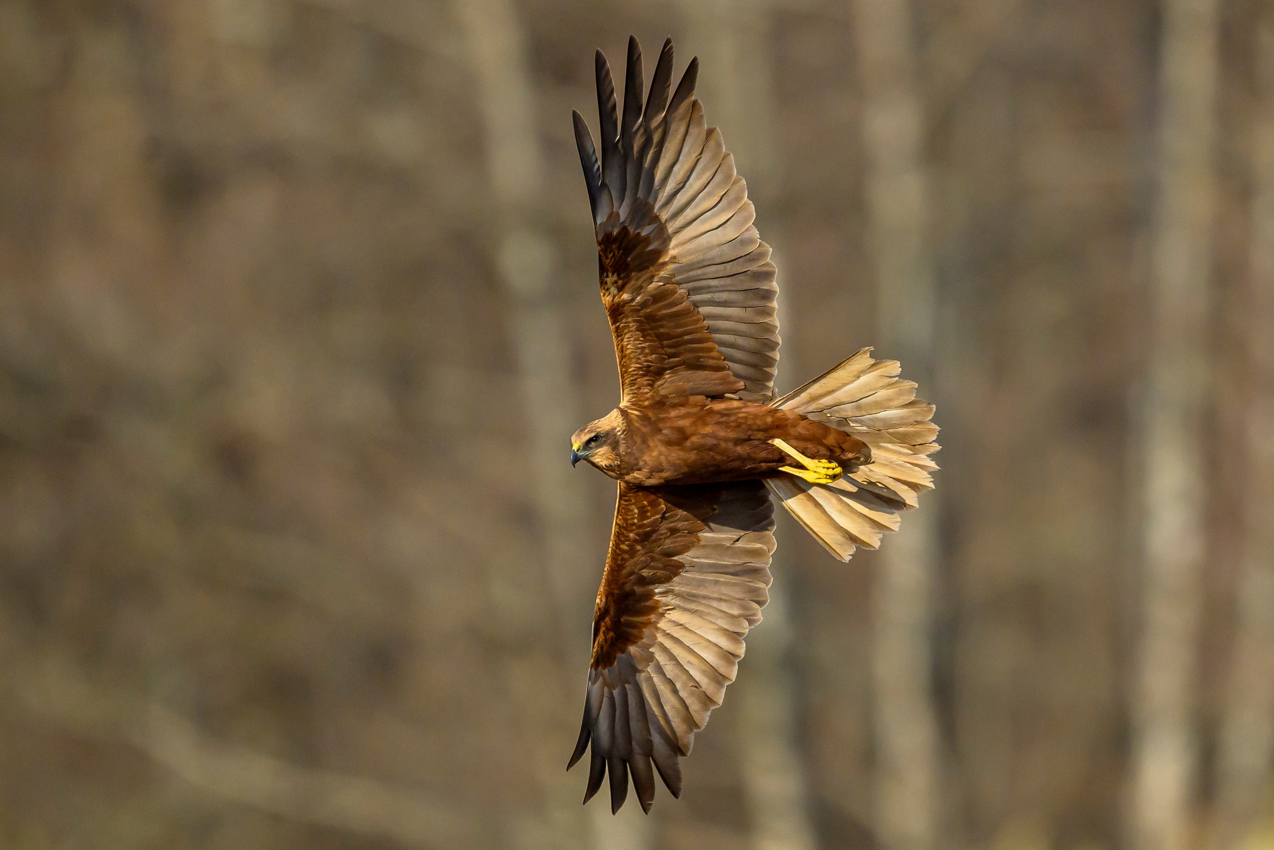 Луни. Wildlife photography by Sergey Puponin