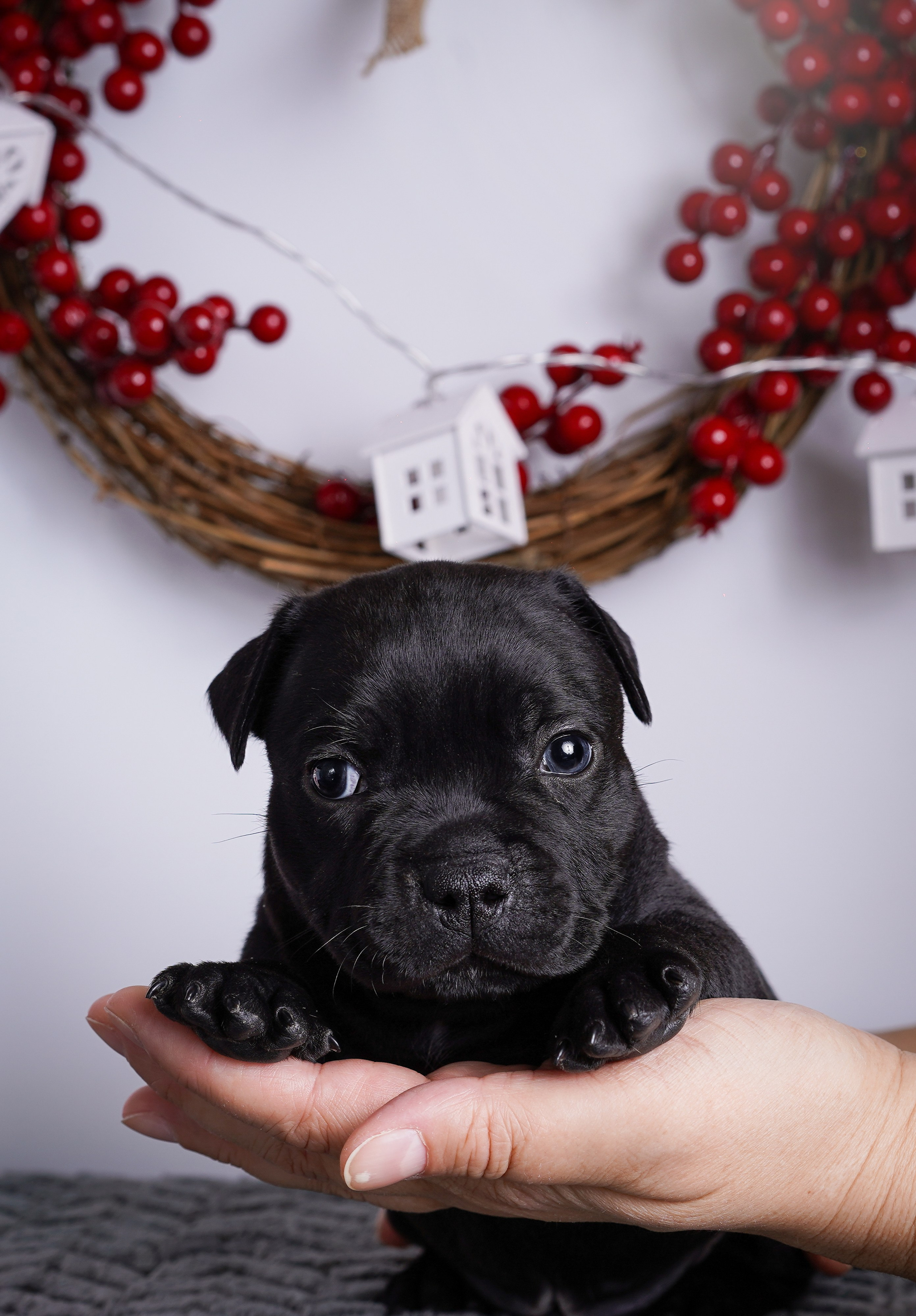 Щенки стаффи. Фотограф-анималист в Санкт-Петербурге Яна Мартынова