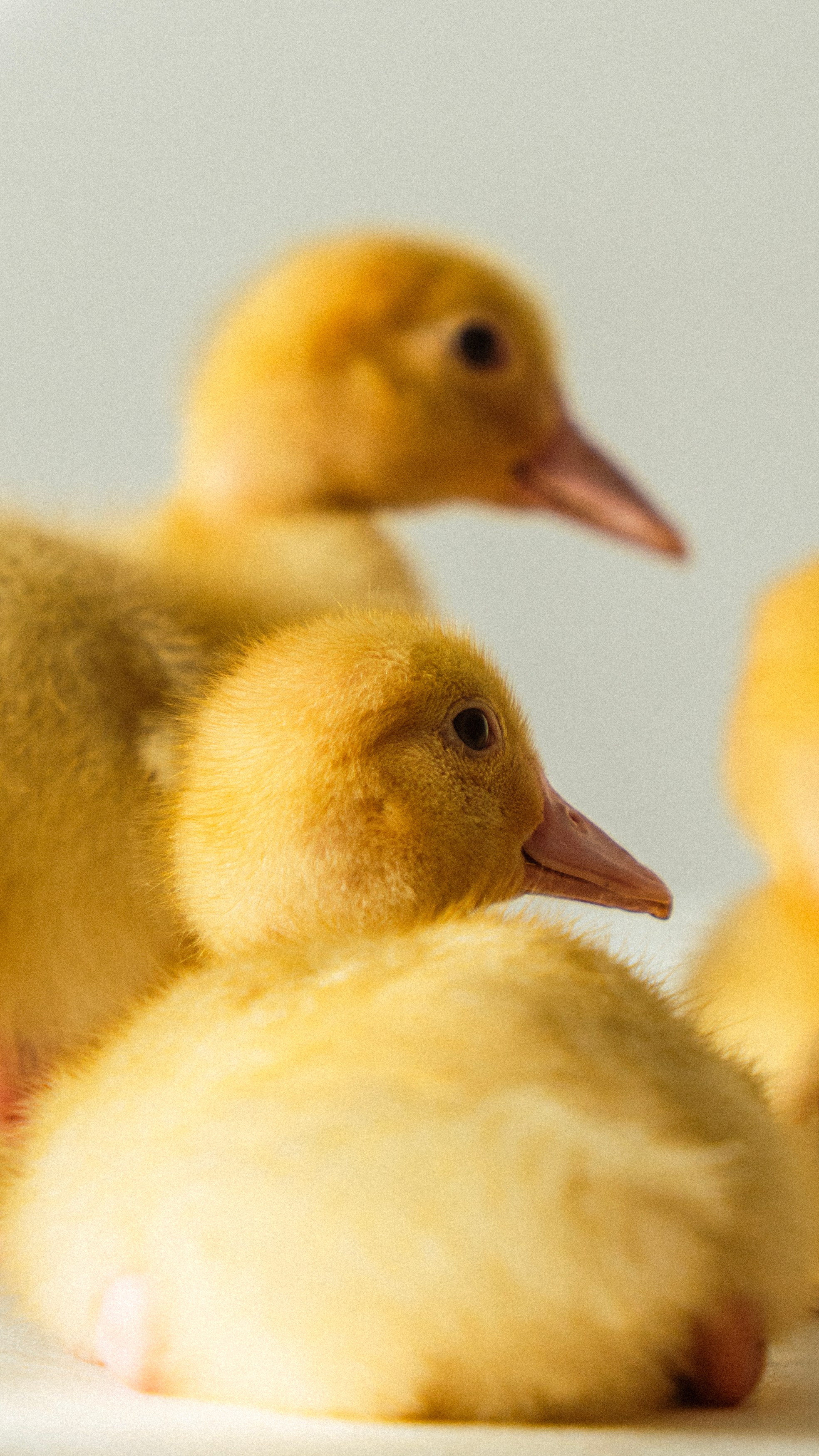 Немного Утят. Главная