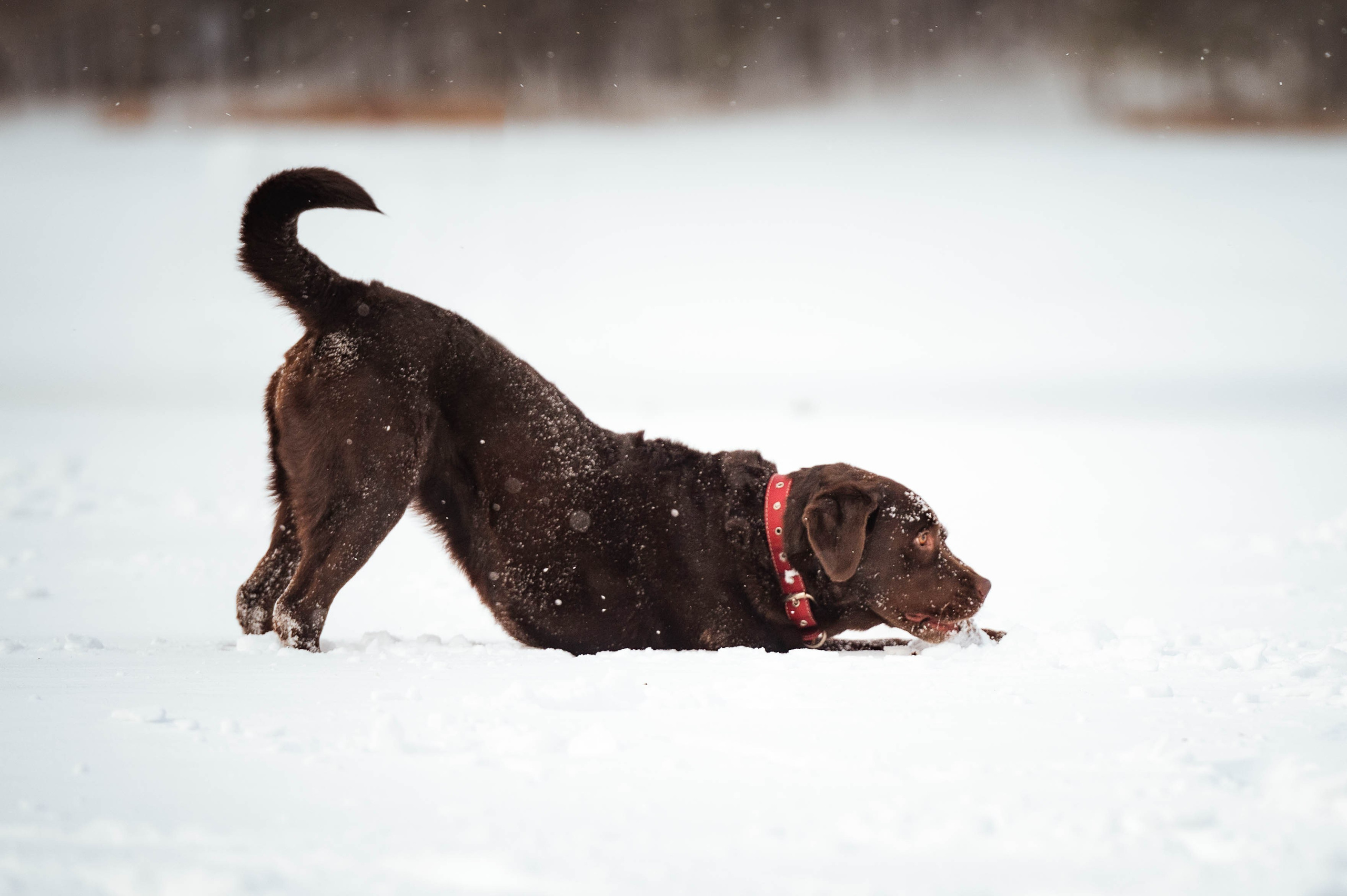 Прогулка на Лыткаринском карьере. Фотограф-анималист