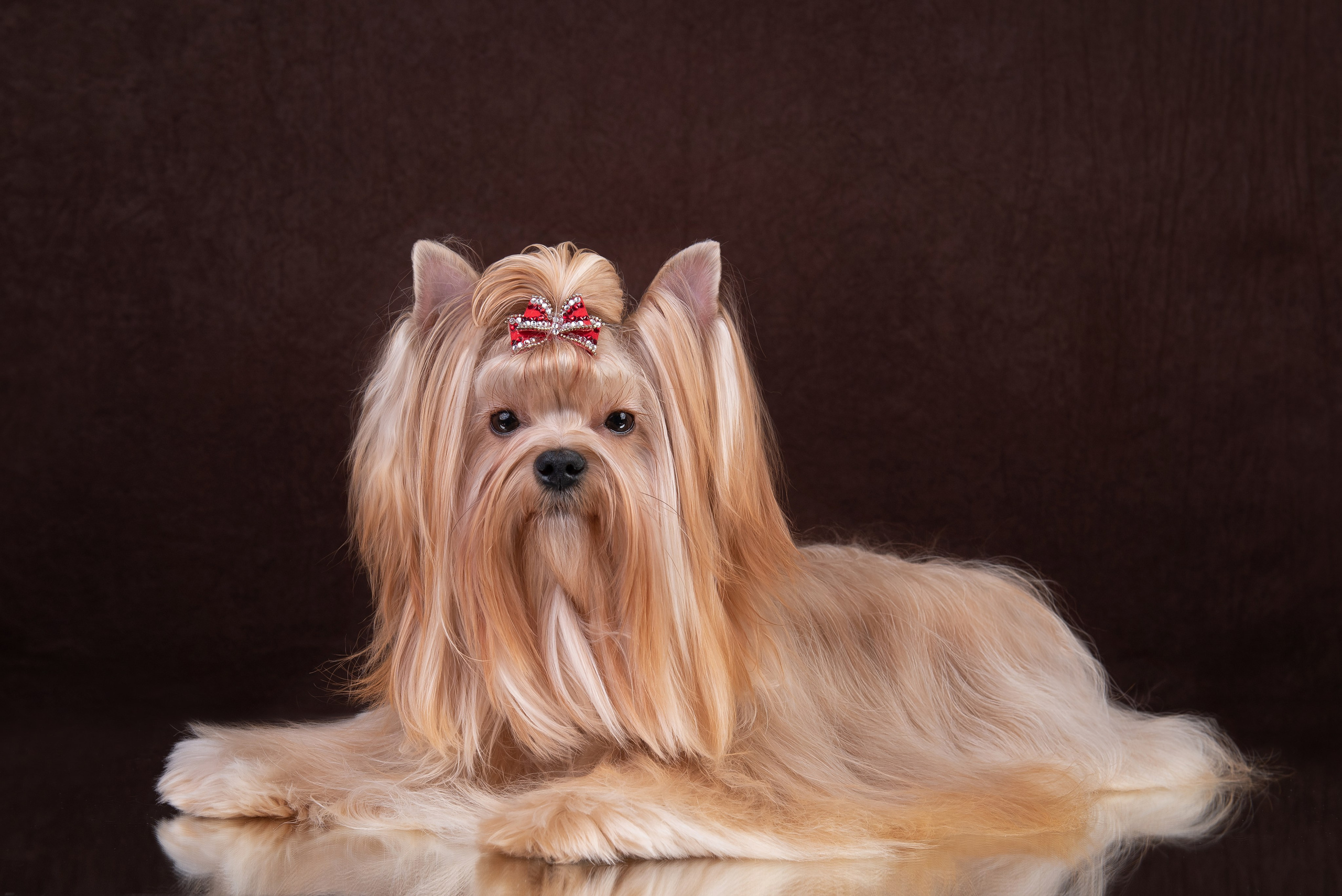 Щенки в домашней студии. Фотограф анималист в Казани Алина Сулейманова. Фотограф животных