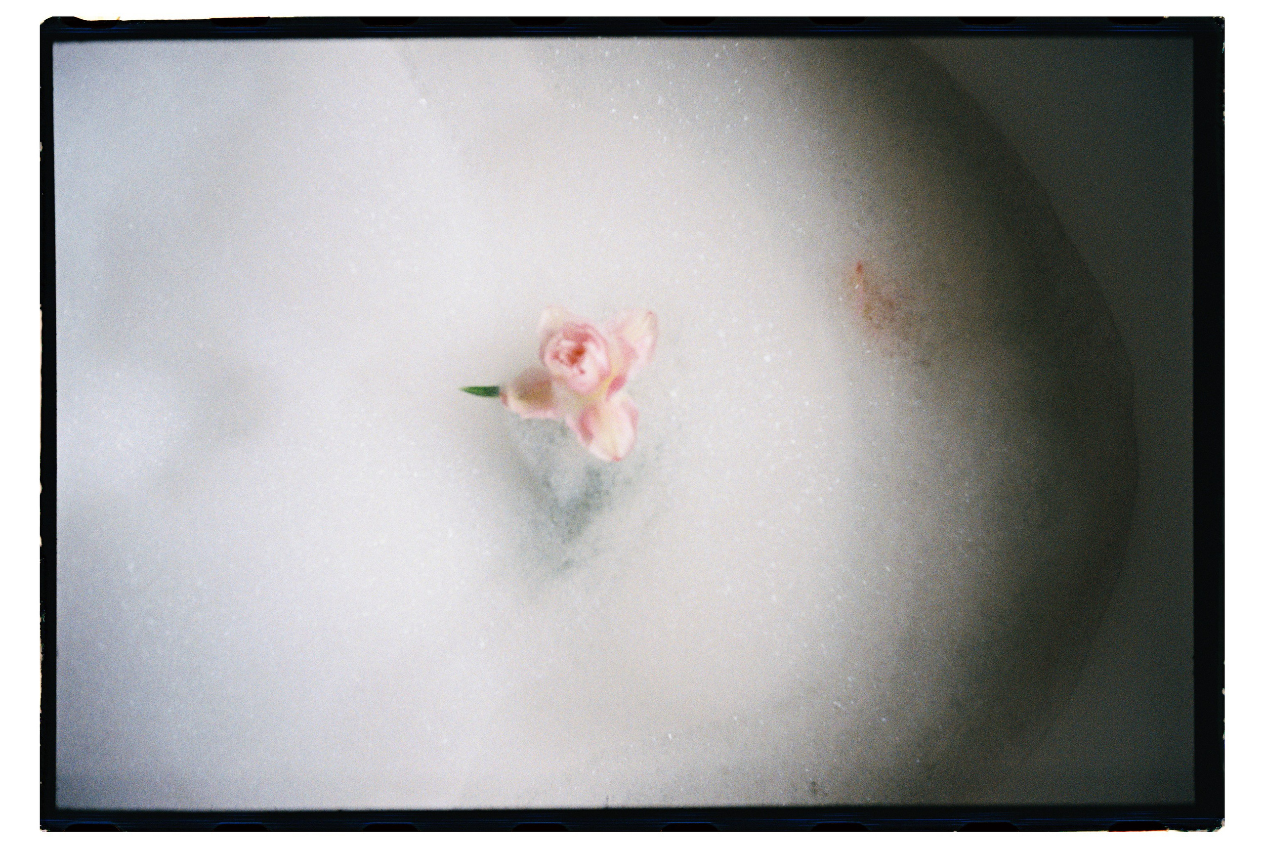 Фото на плёнку. Вера Пьянцева семейный, свадебный и парный фотограф в Санкт-Петербурге