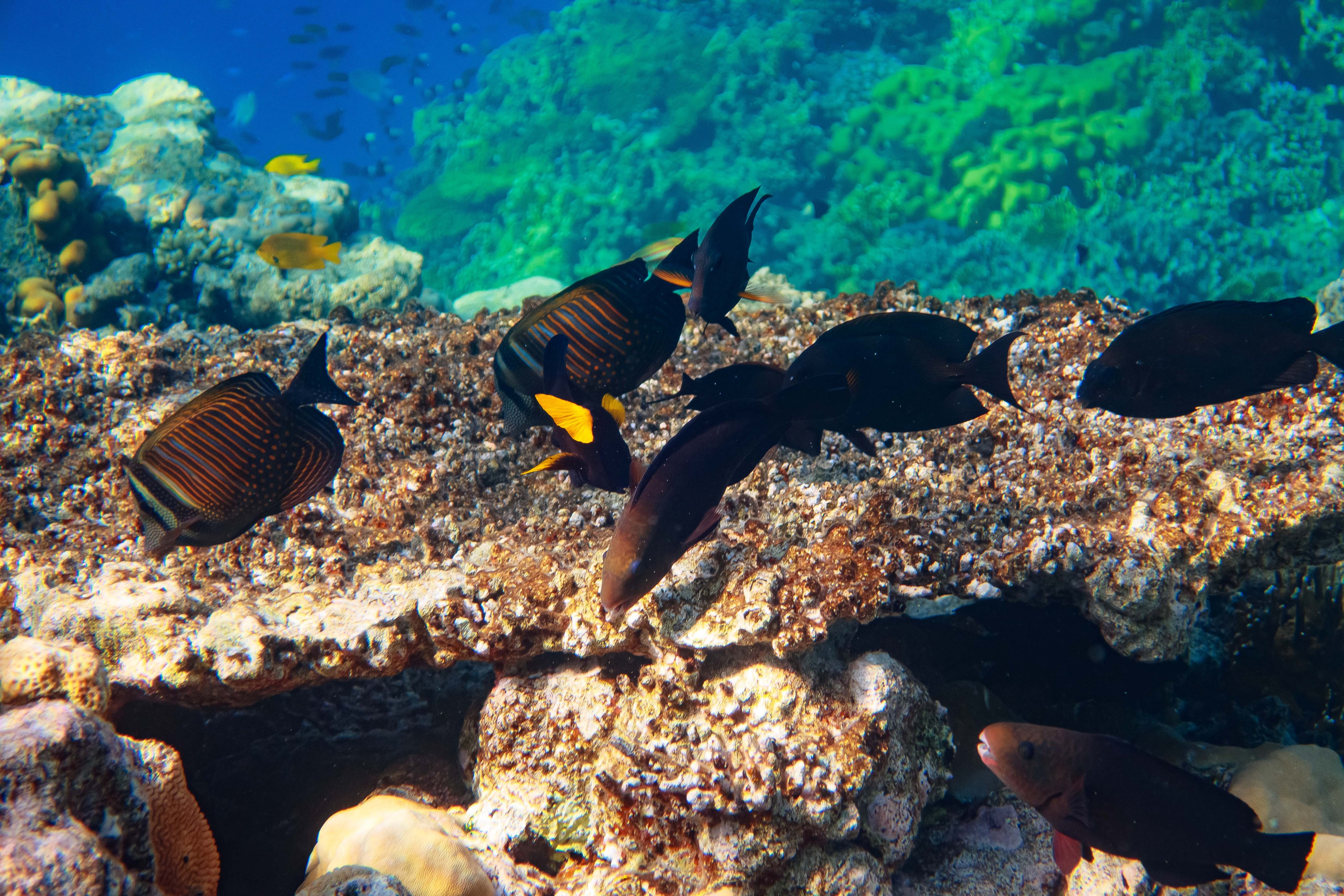 Fish. Фотограф Светлана Голицына