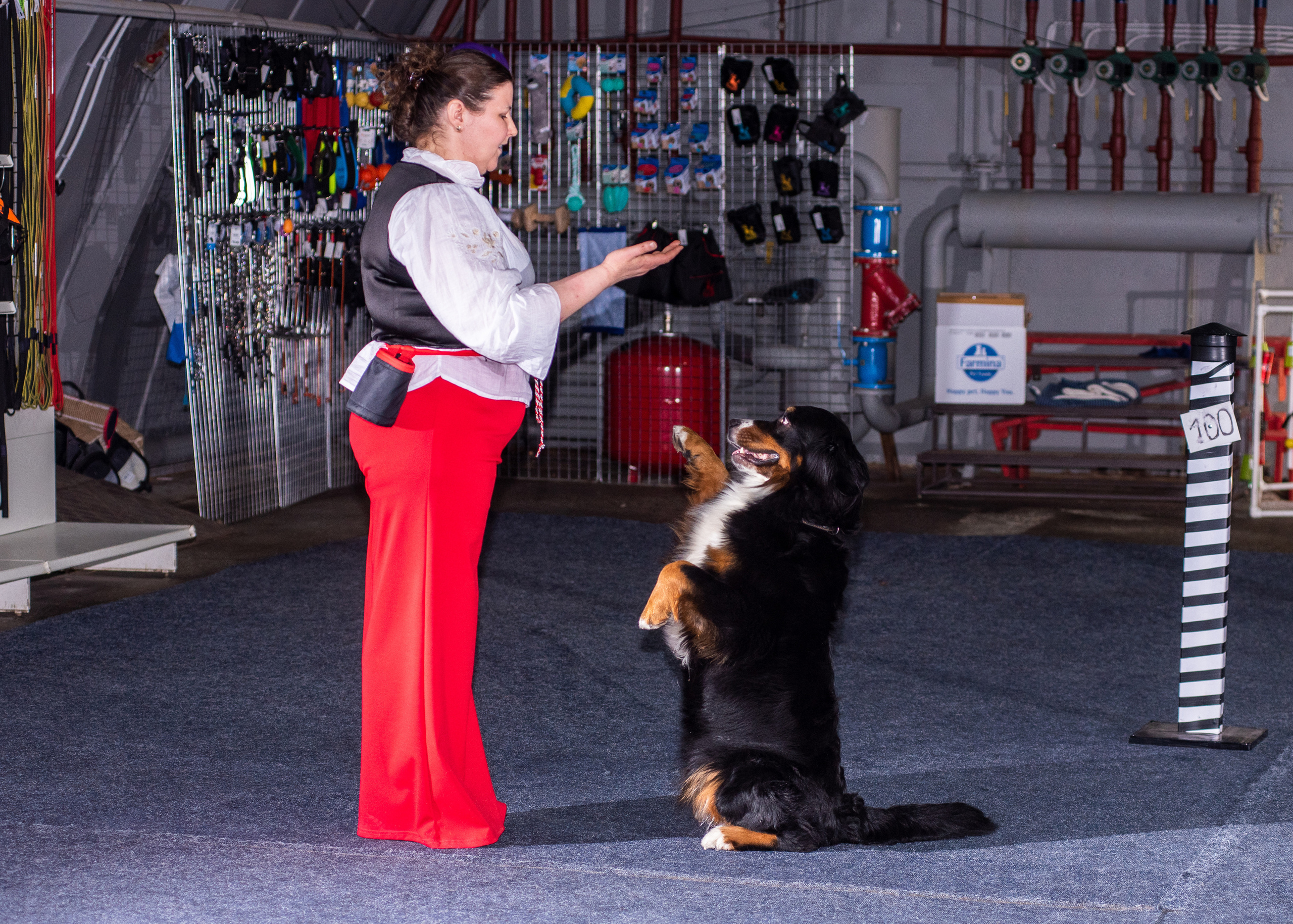 Танцы с собаками!. Дог-фотограф в Тюмени Александра Королева