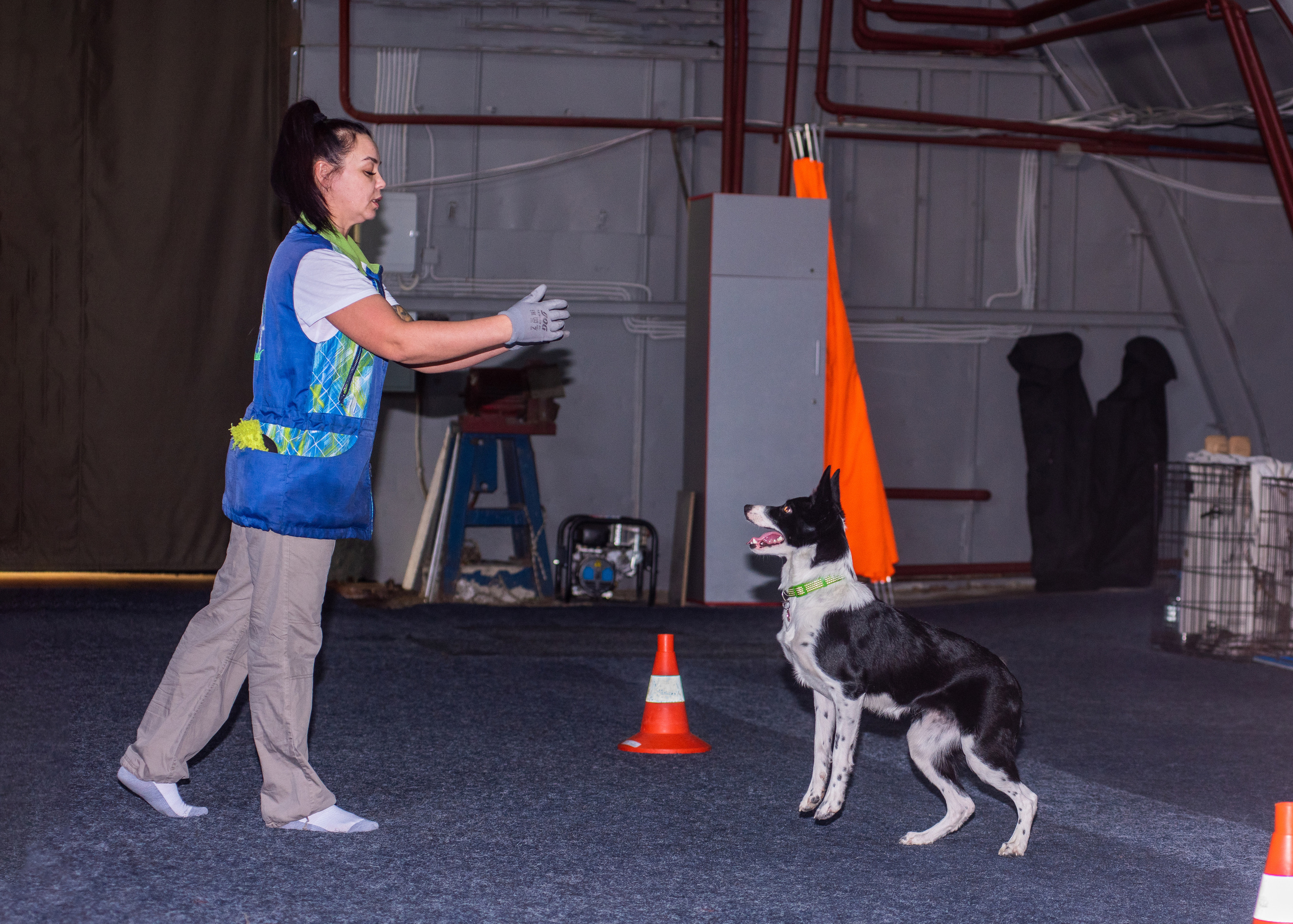 Танцы с собаками!. Дог-фотограф в Тюмени Александра Королева