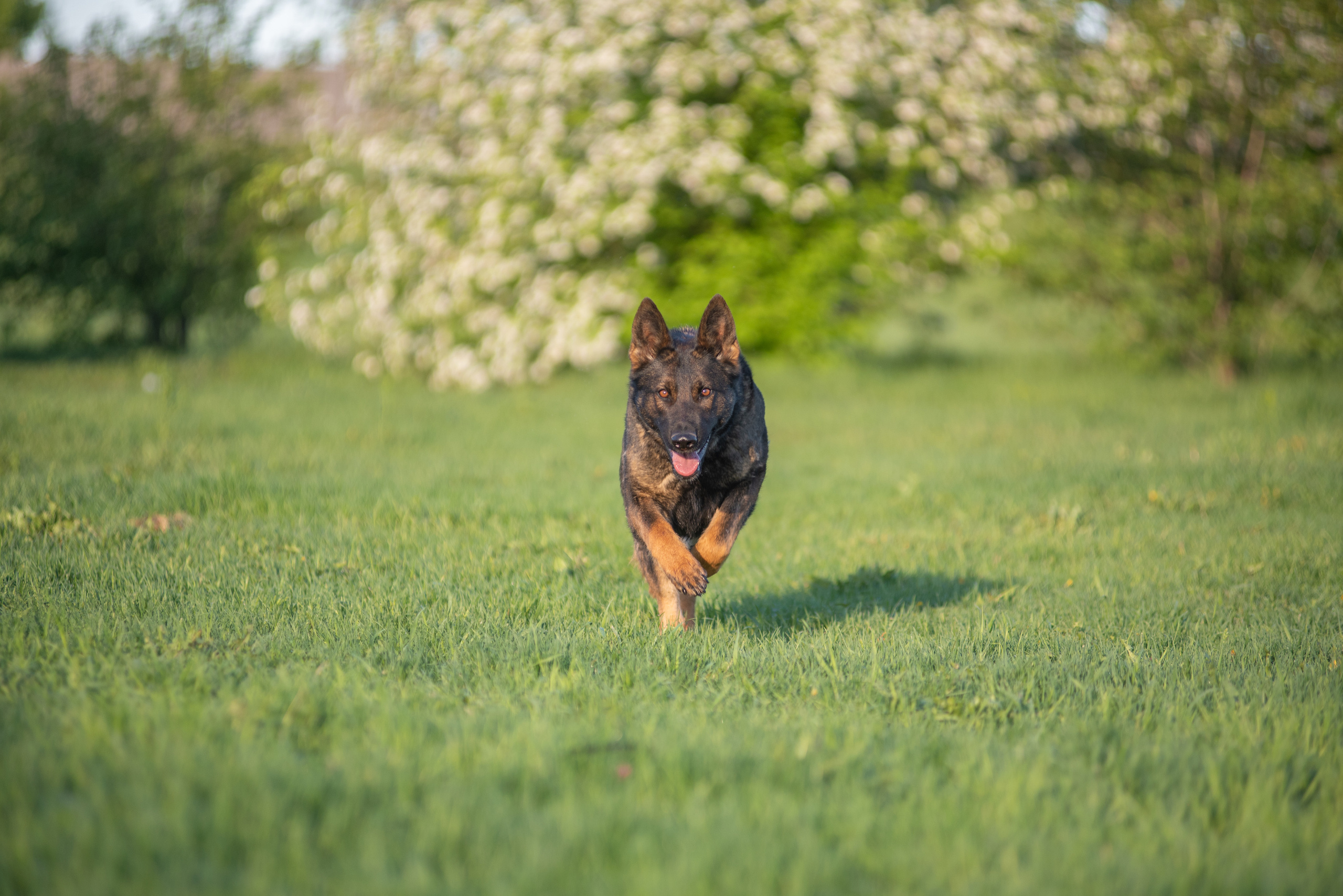Весенняя овчарка. Дог-фотограф в Тюмени Александра Королева