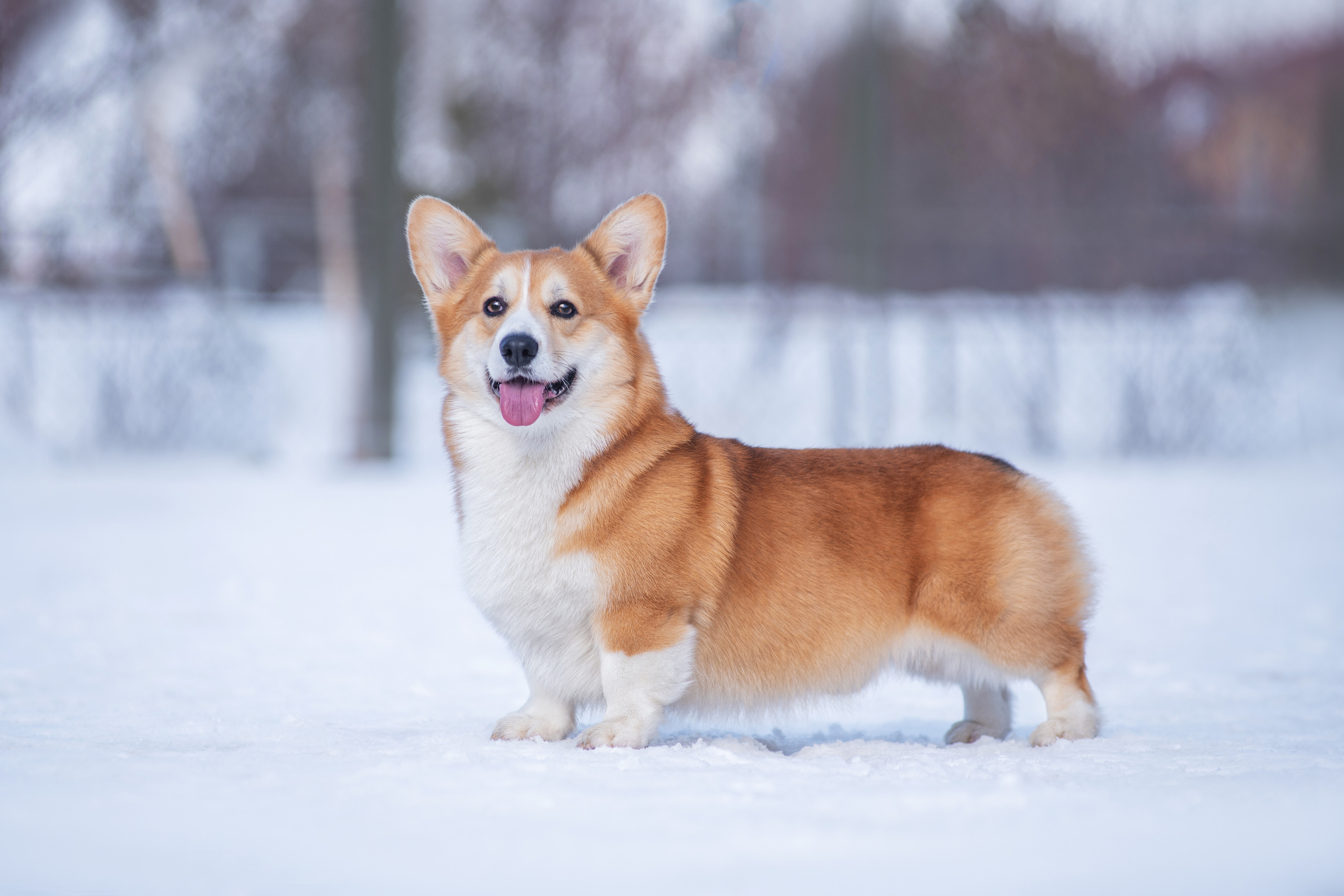 Коржик. Дог-фотограф в Тюмени Александра Королева