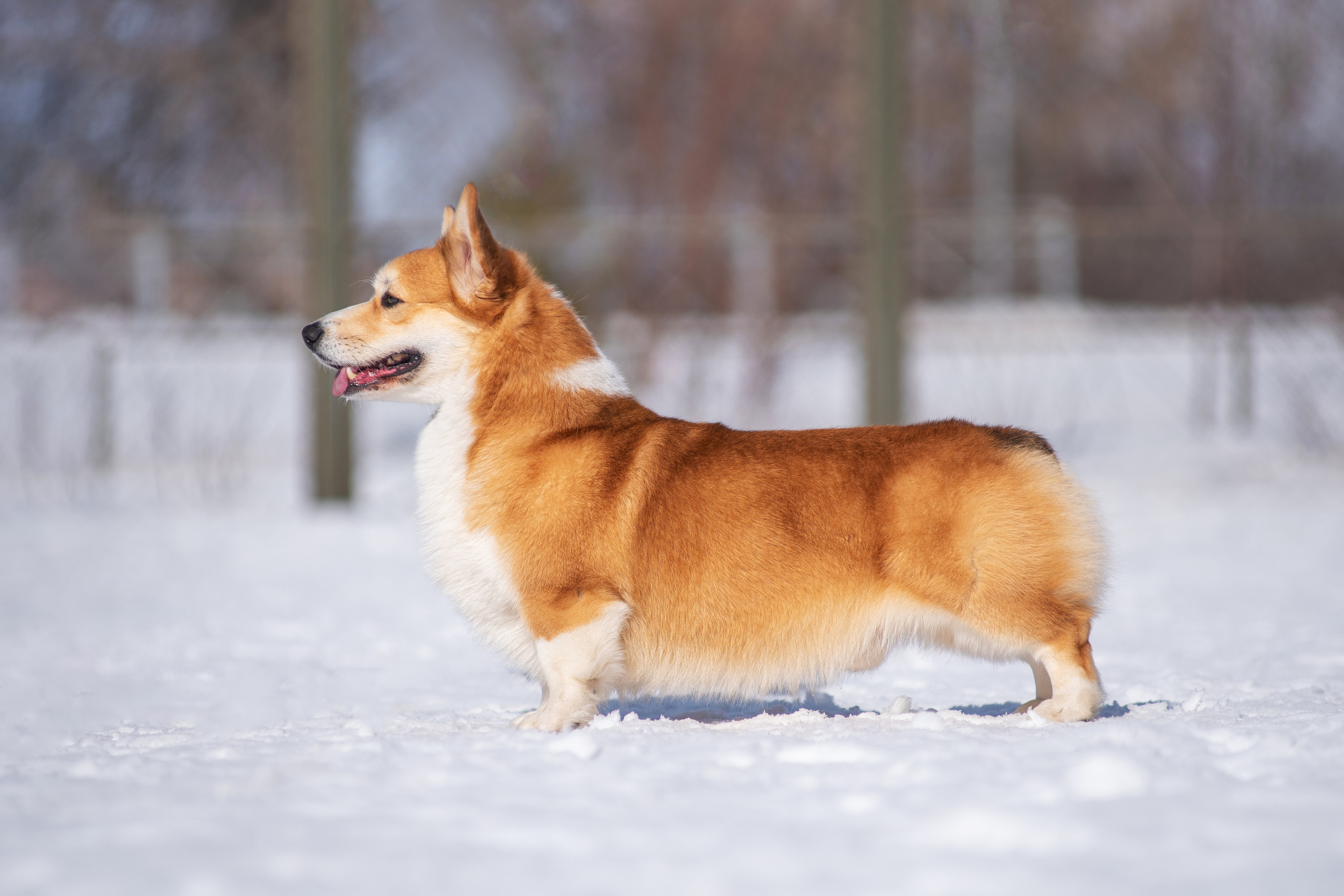 Коржик. Дог-фотограф в Тюмени Александра Королева