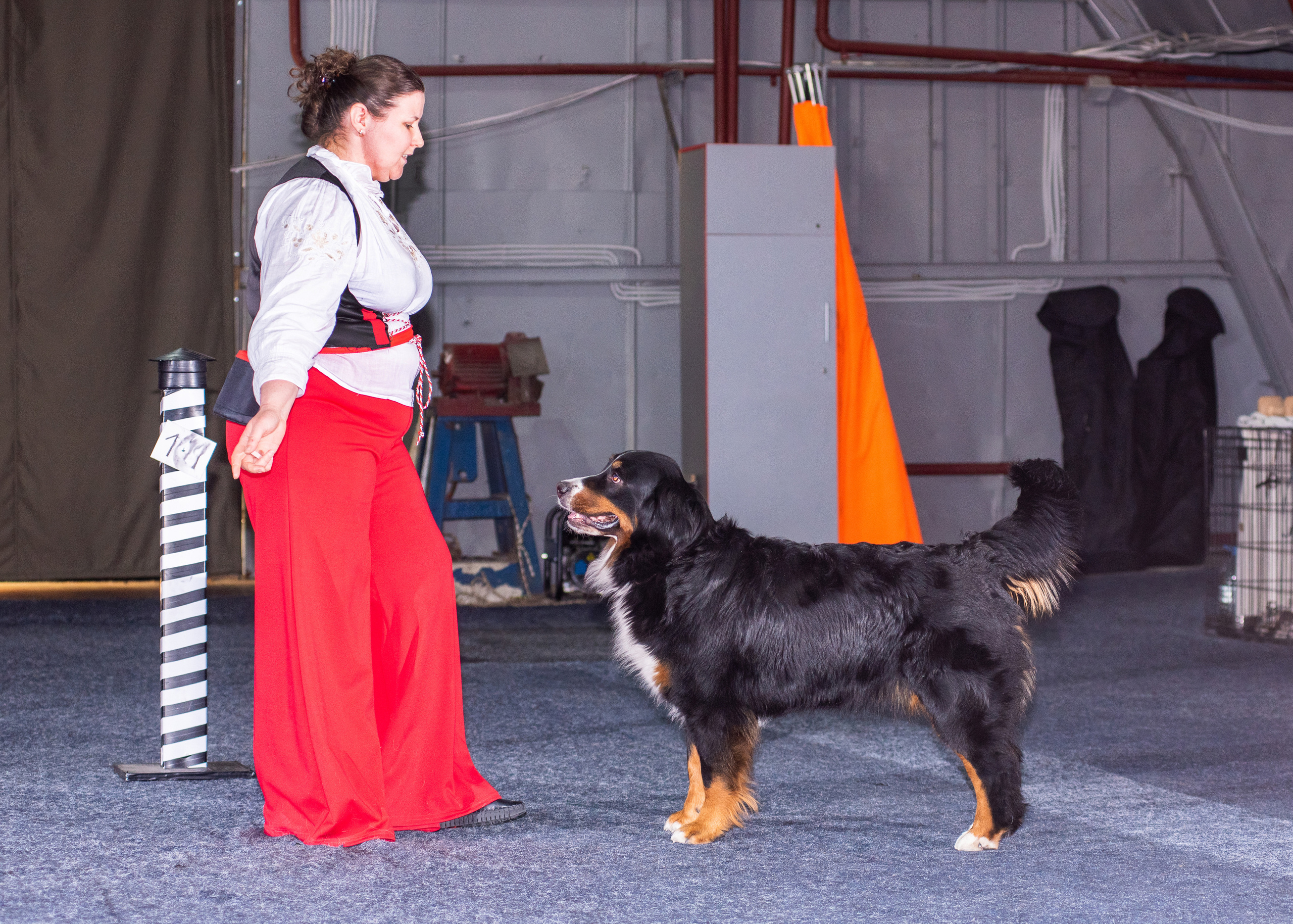 Танцы с собаками!. Дог-фотограф в Тюмени Александра Королева