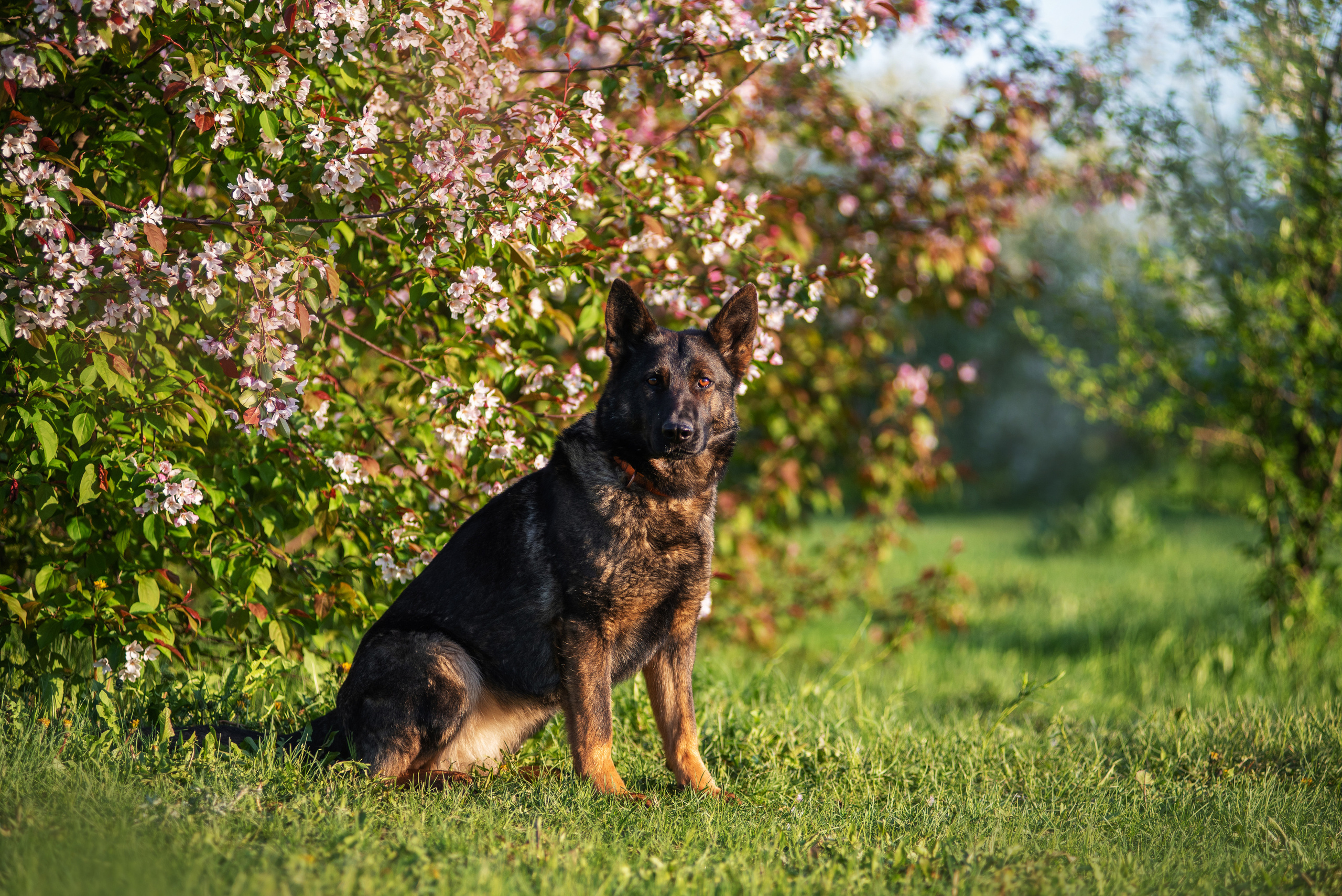 Весенняя овчарка. Дог-фотограф в Тюмени Александра Королева