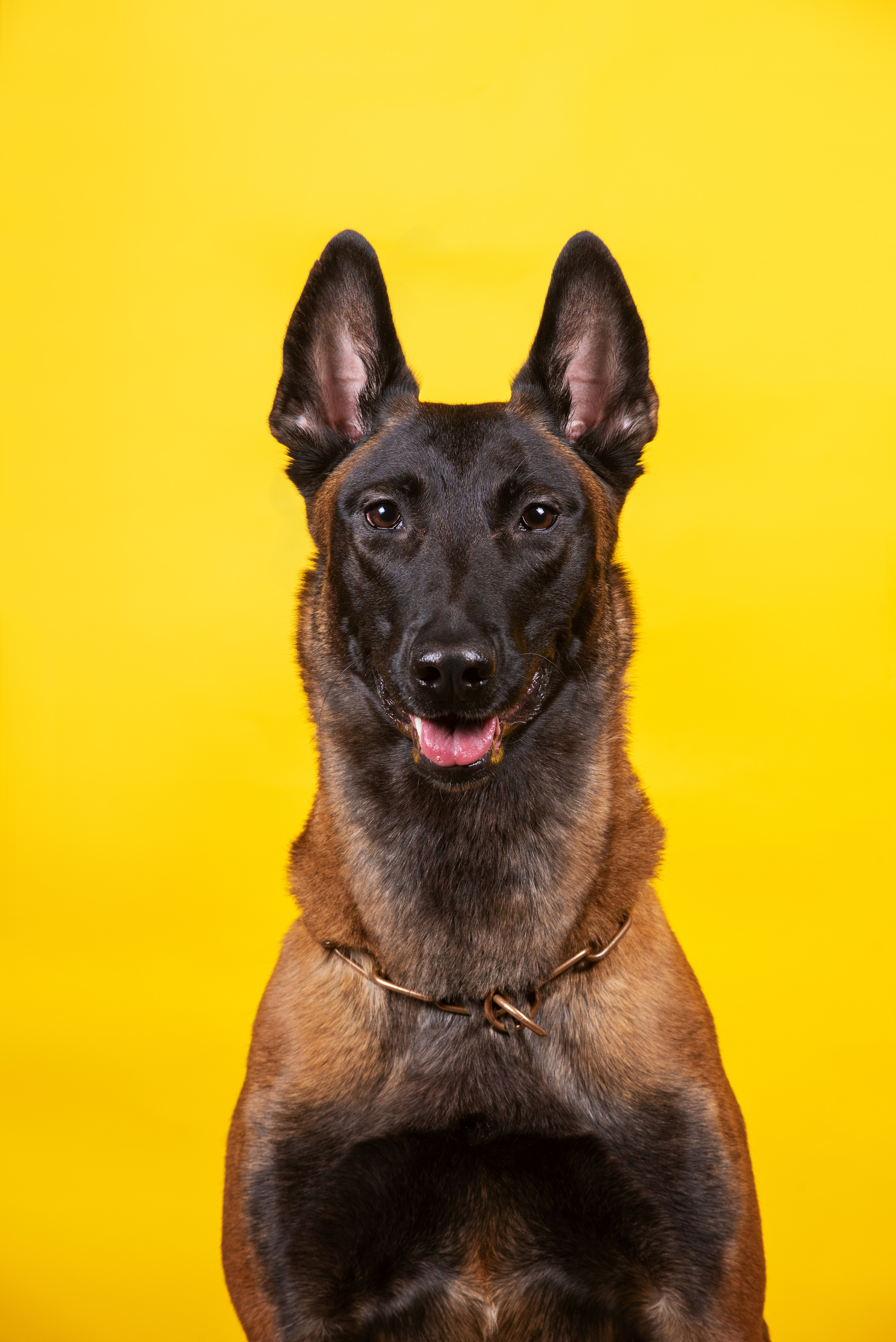 Модная малинуа. Дог-фотограф в Тюмени Александра Королева