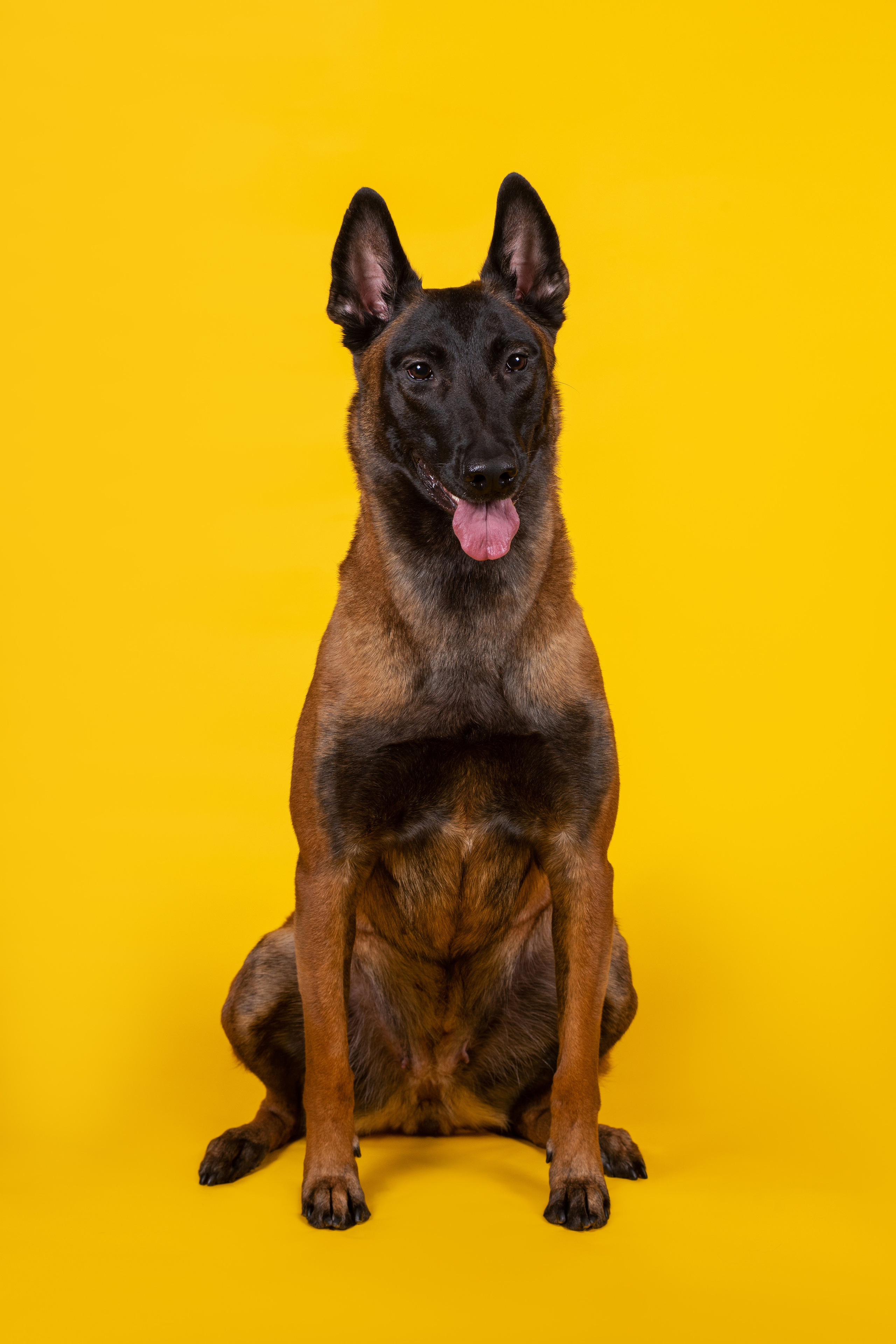 Модная малинуа. Дог-фотограф в Тюмени Александра Королева