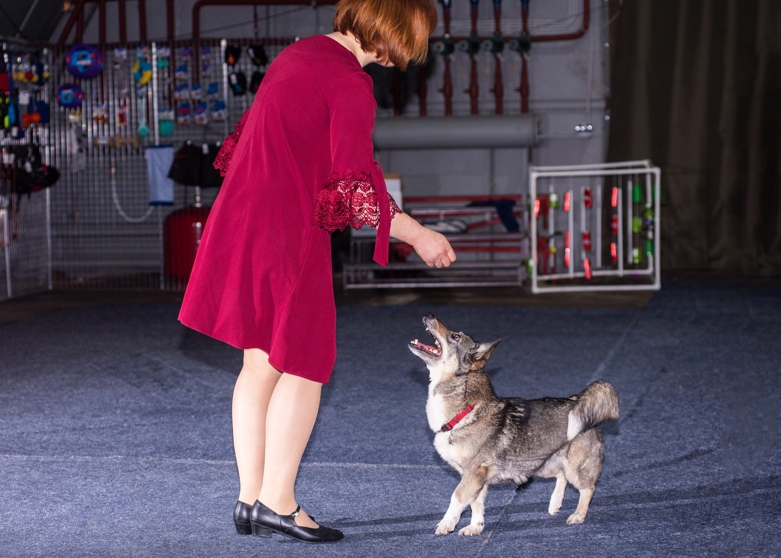 Танцы с собаками!. Дог-фотограф в Тюмени Александра Королева