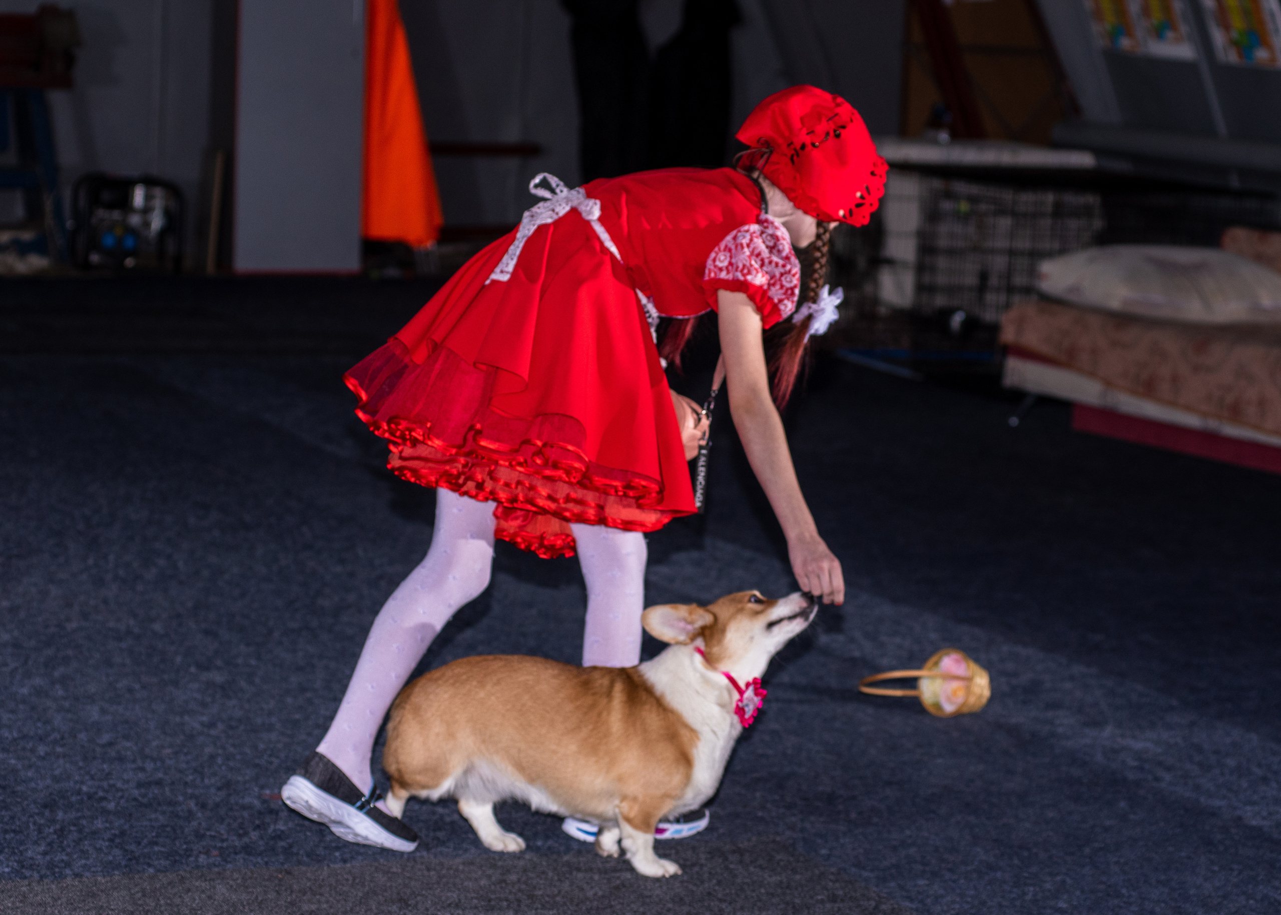 Танцы с собаками!. Дог-фотограф в Тюмени Александра Королева