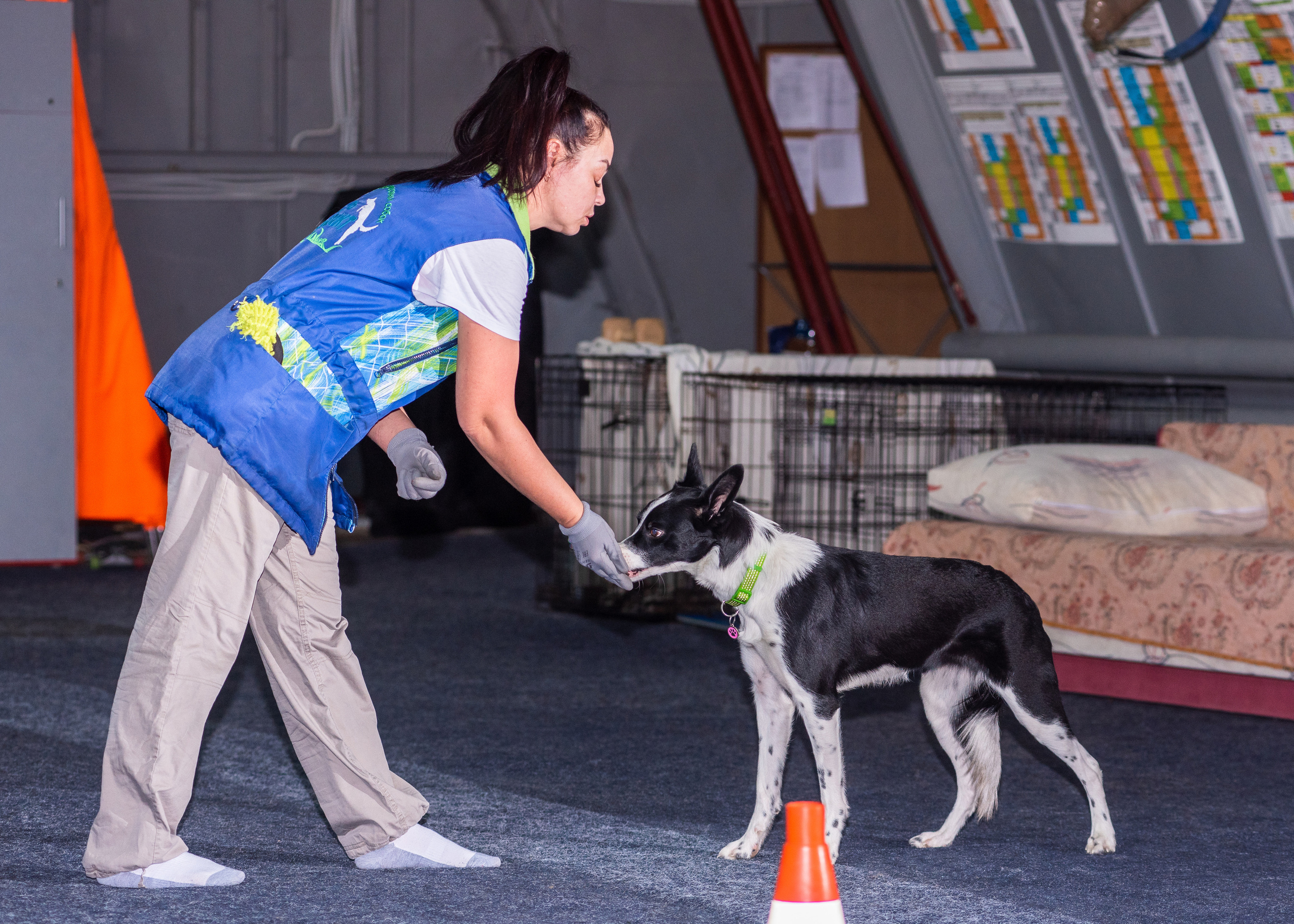 Танцы с собаками!. Дог-фотограф в Тюмени Александра Королева