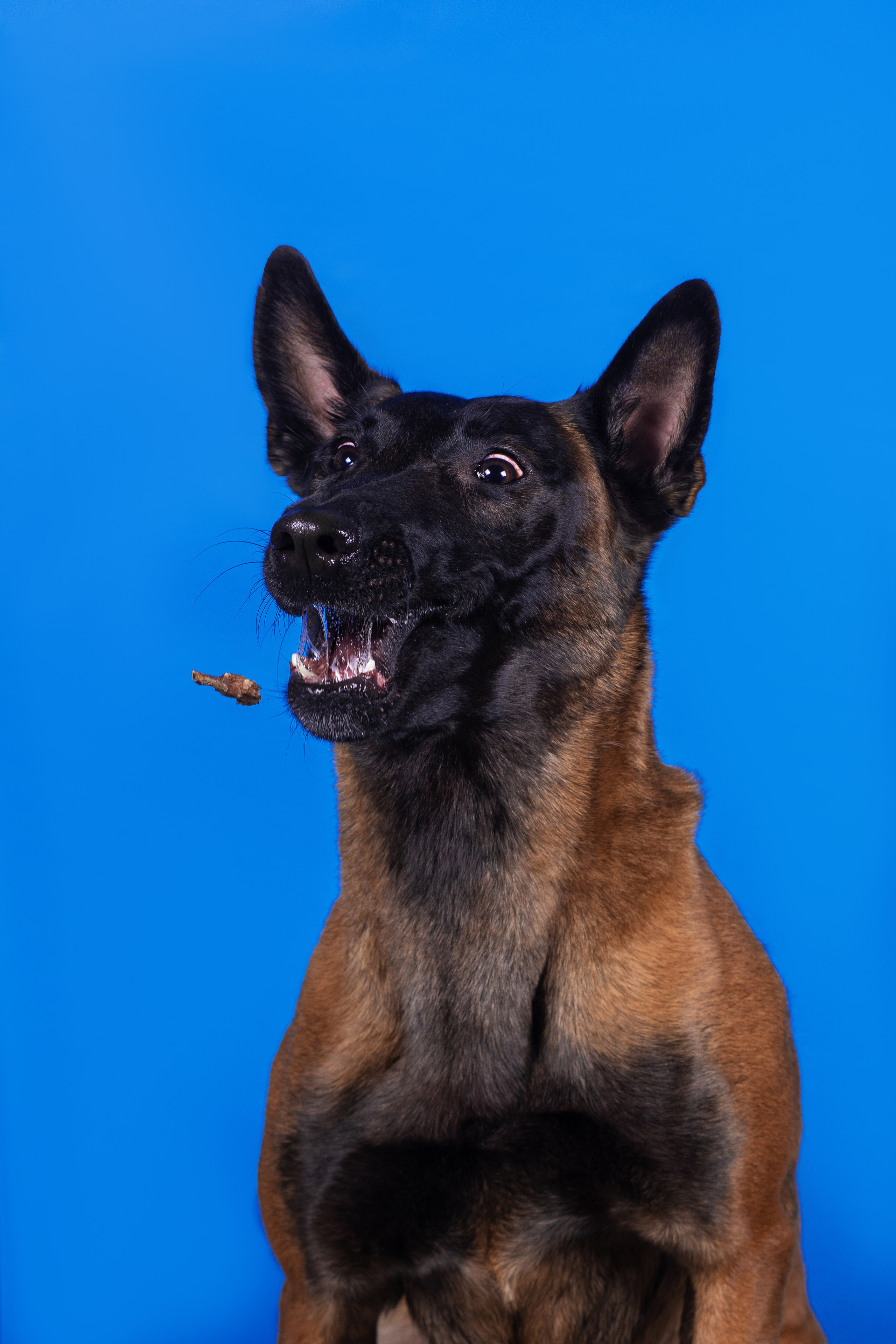 Модная малинуа. Дог-фотограф в Тюмени Александра Королева