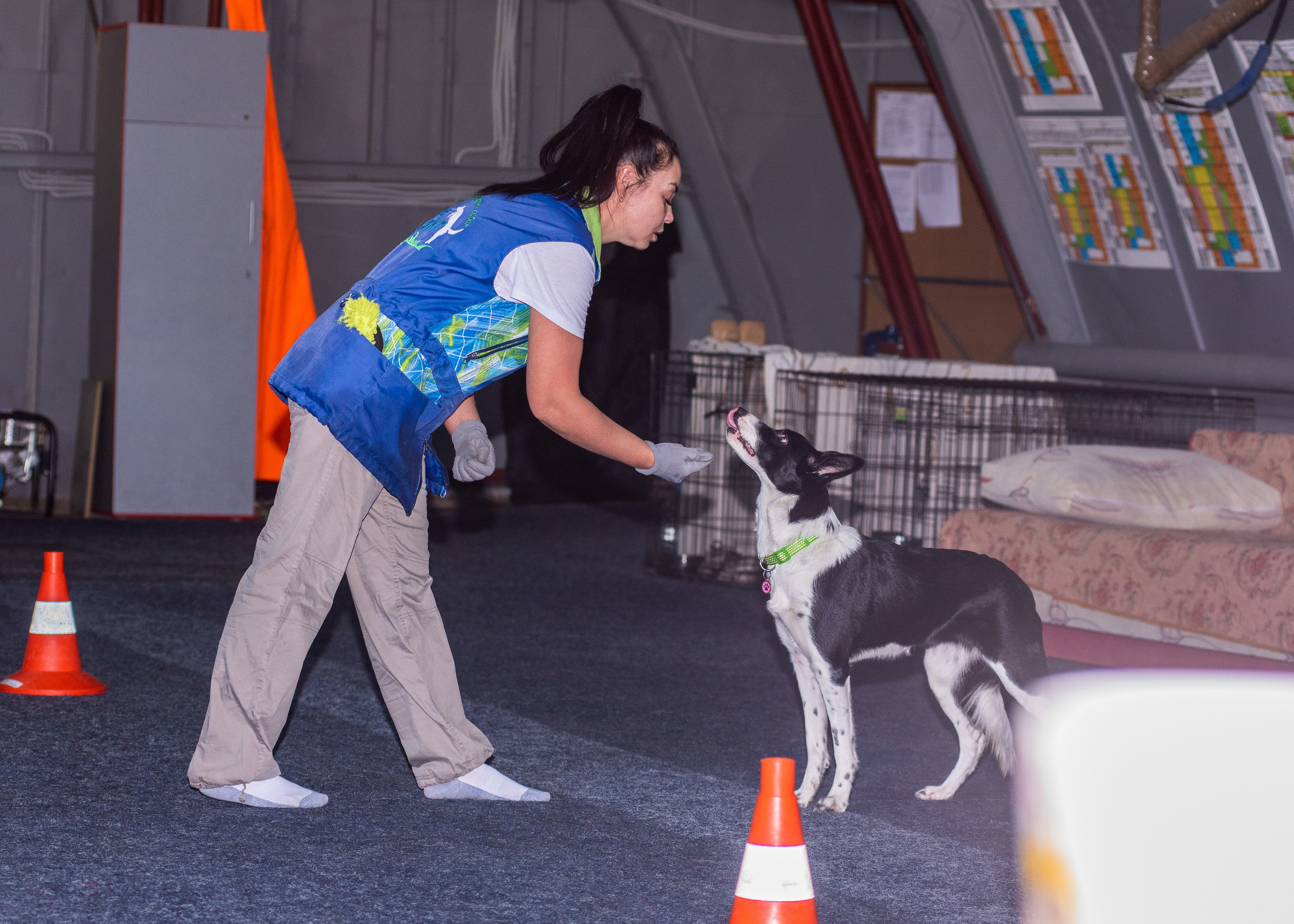 Танцы с собаками!. Дог-фотограф в Тюмени Александра Королева