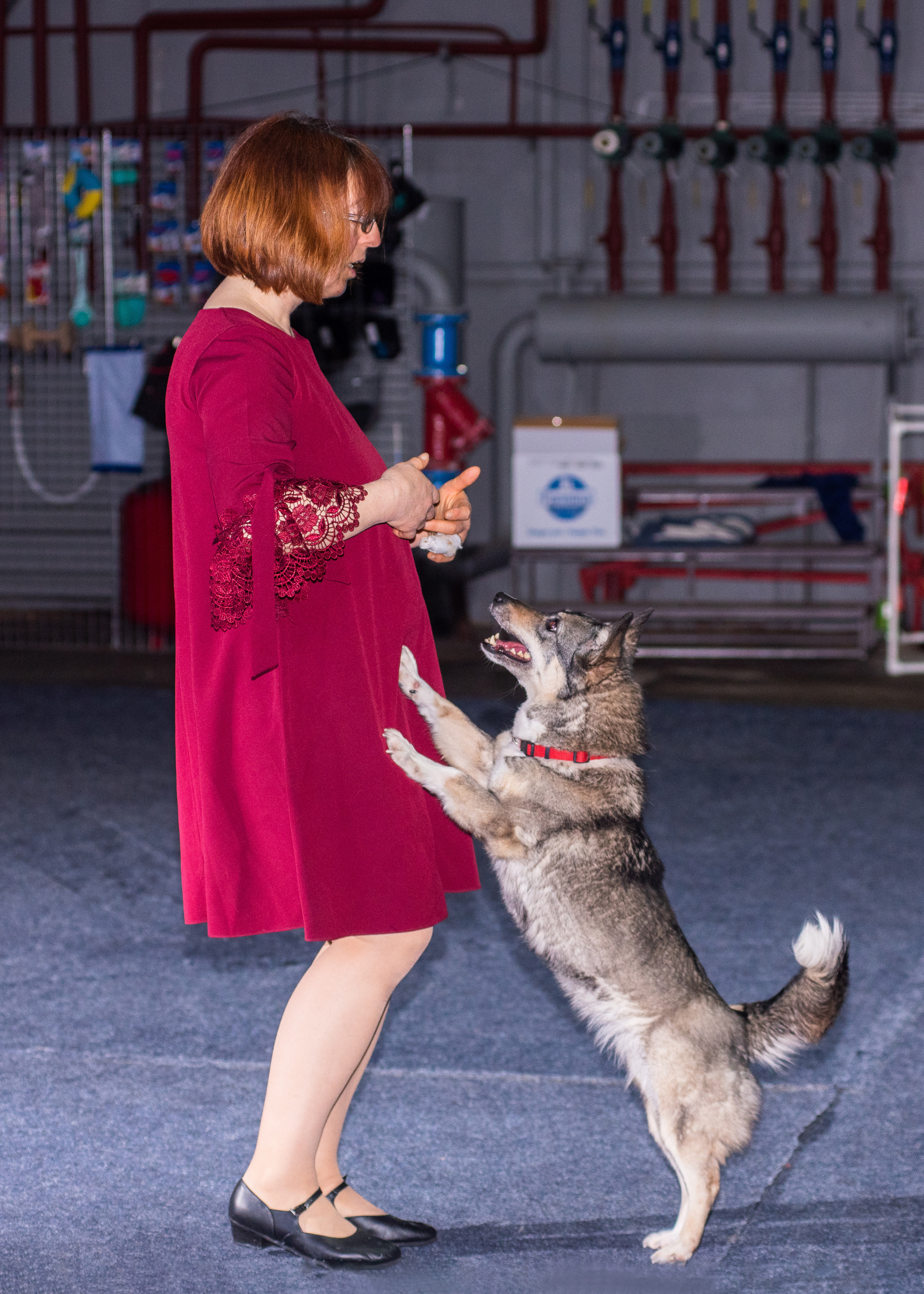 Танцы с собаками!. Дог-фотограф в Тюмени Александра Королева