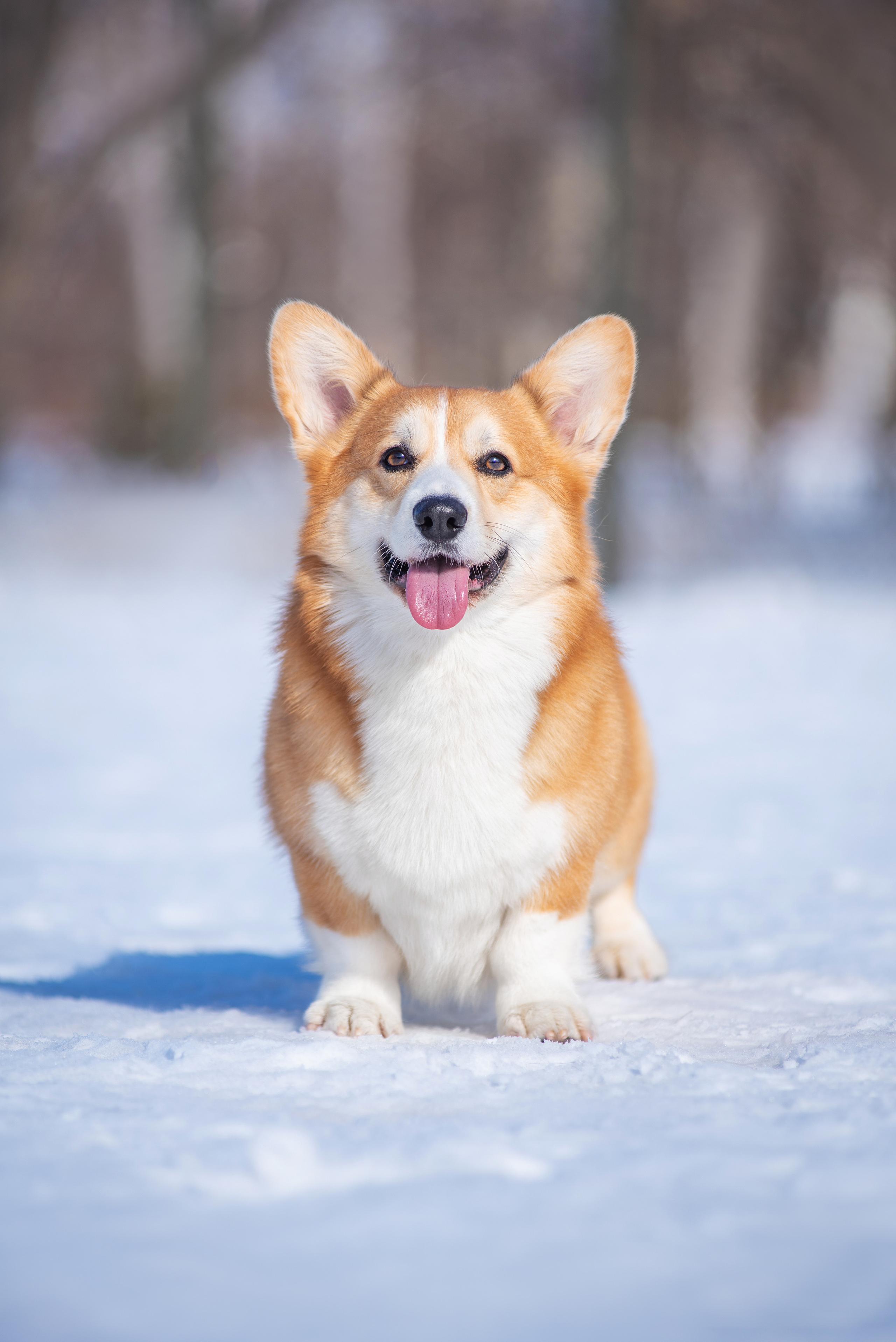 Коржик. Дог-фотограф в Тюмени Александра Королева
