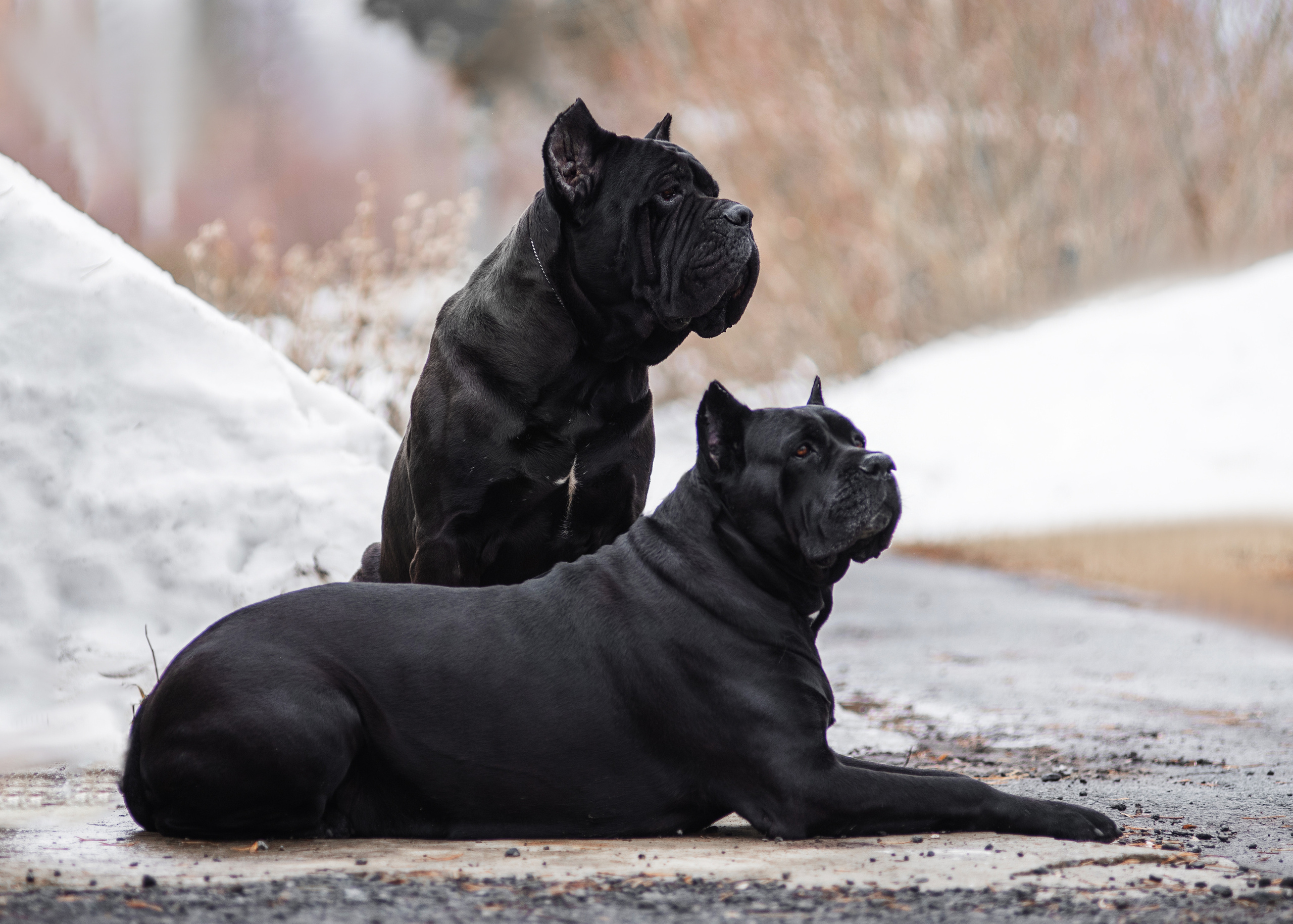 Кане корсо. Дог-фотограф в Тюмени Александра Королева