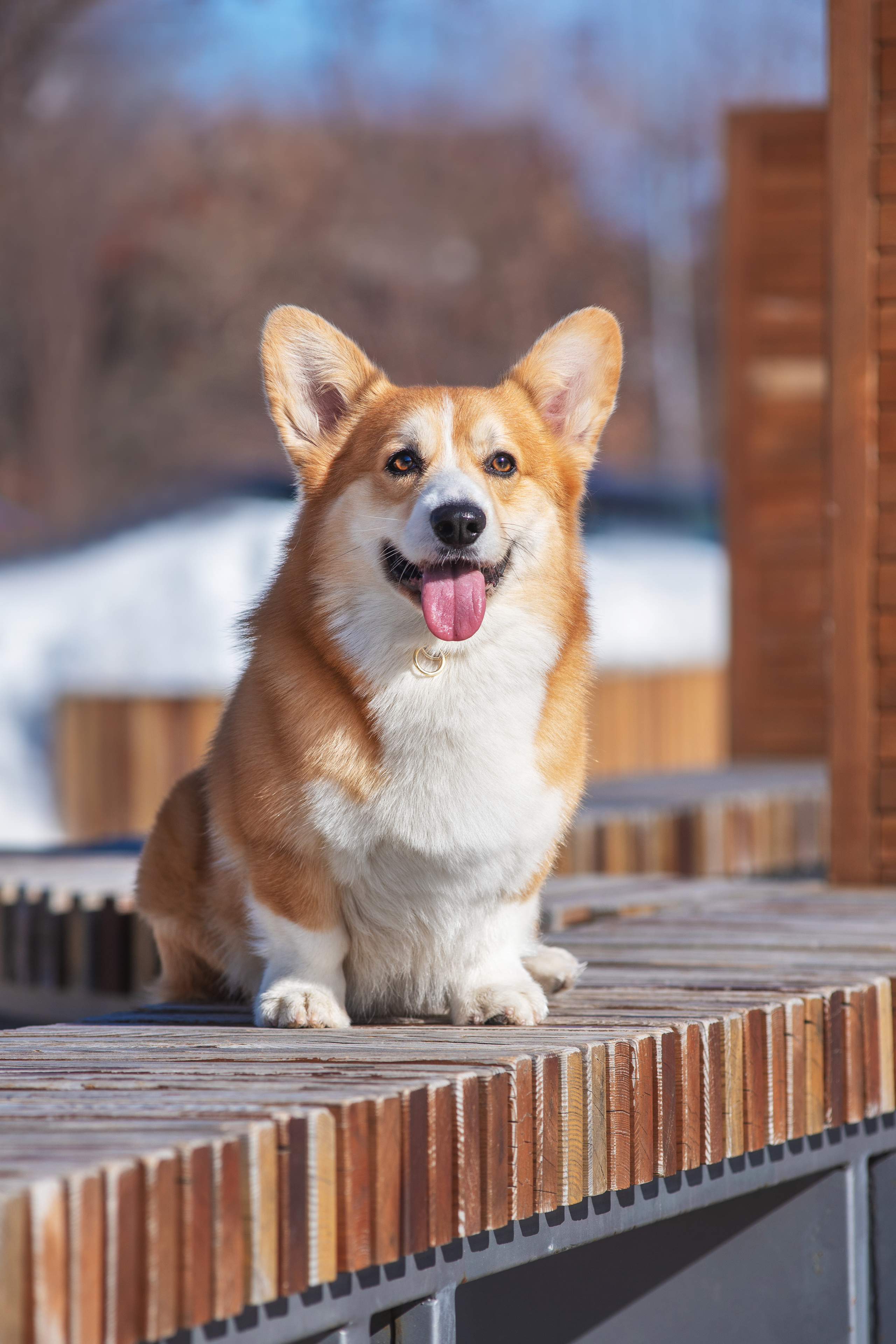 Коржик. Дог-фотограф в Тюмени Александра Королева