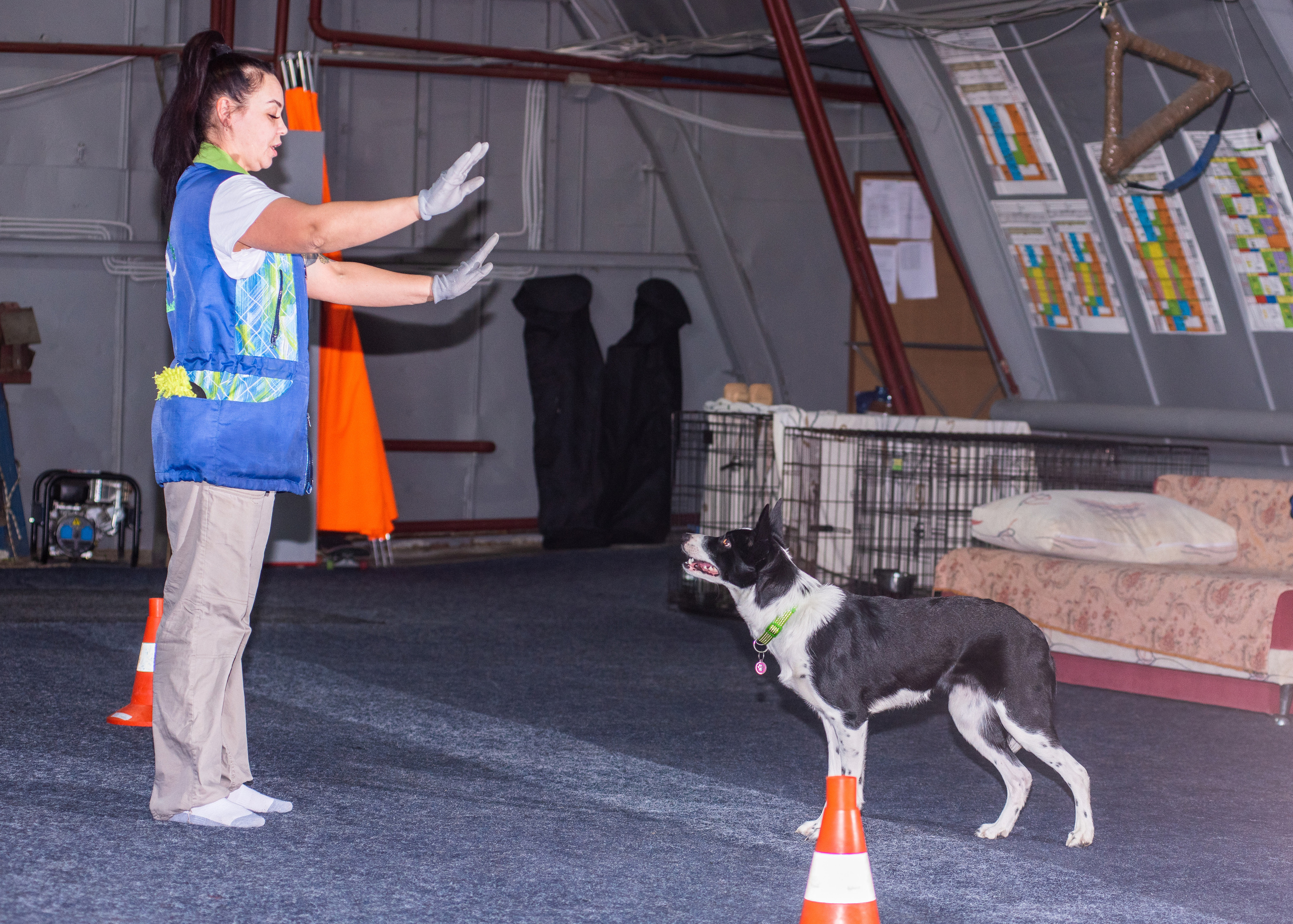 Танцы с собаками!. Дог-фотограф в Тюмени Александра Королева