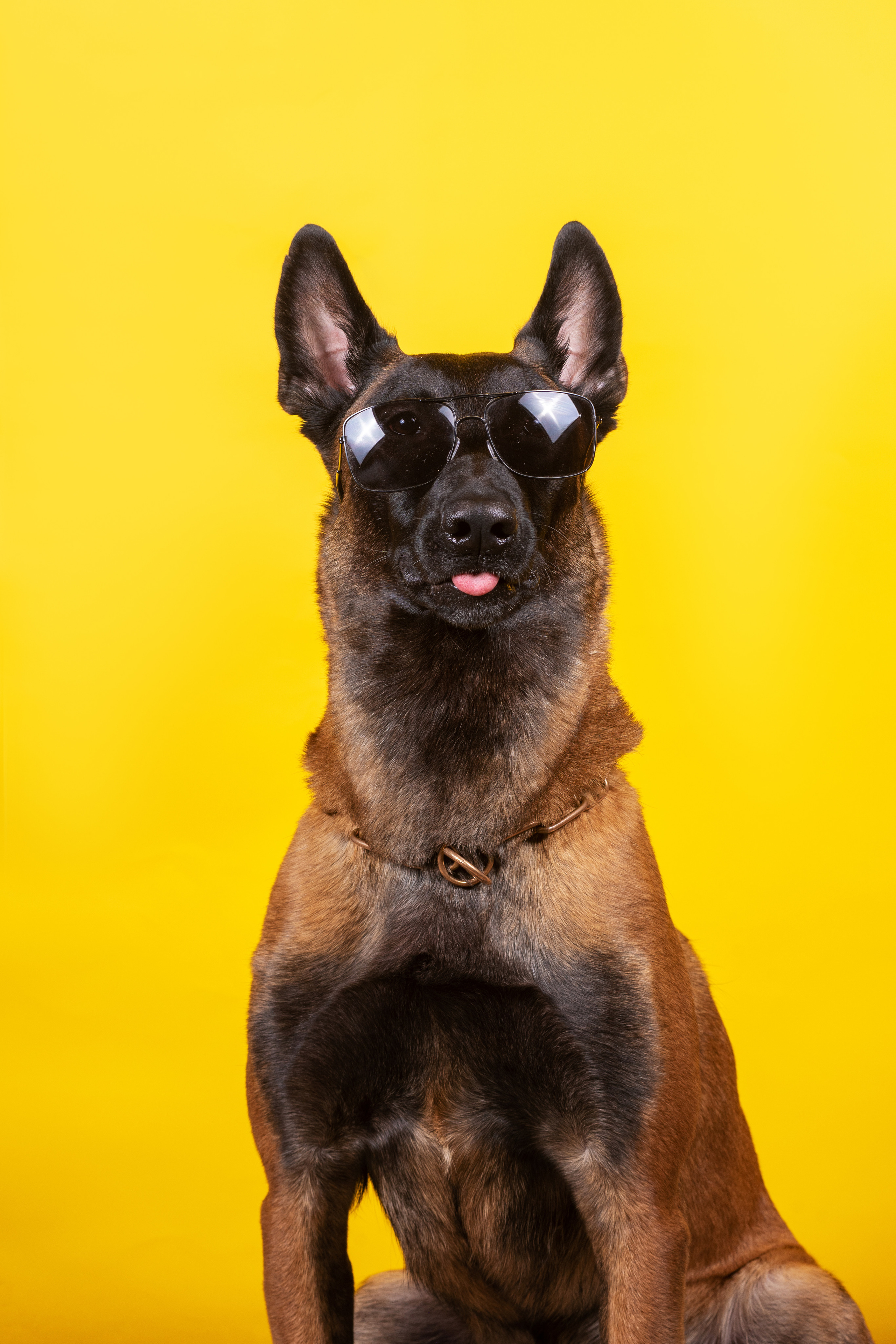 Модная малинуа. Дог-фотограф в Тюмени Александра Королева