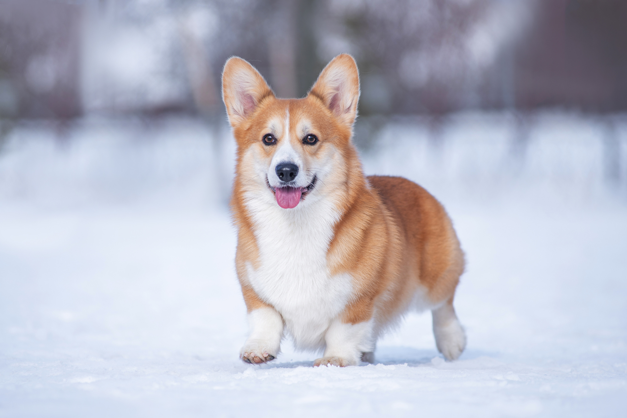 Коржик. Дог-фотограф в Тюмени Александра Королева