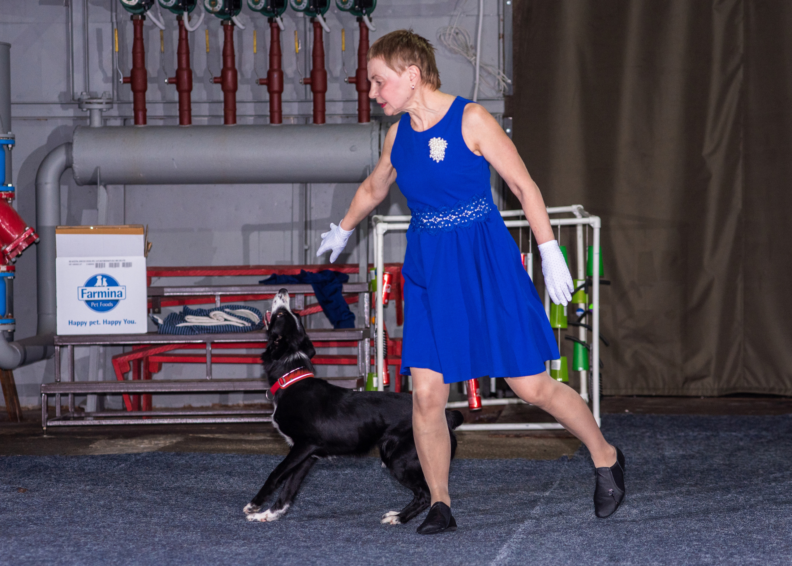 Танцы с собаками!. Дог-фотограф в Тюмени Александра Королева