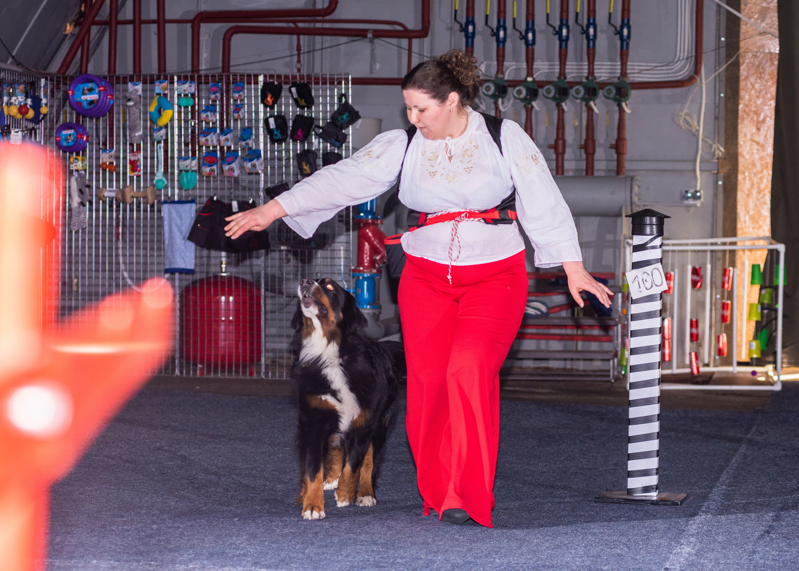 Танцы с собаками!. Дог-фотограф в Тюмени Александра Королева