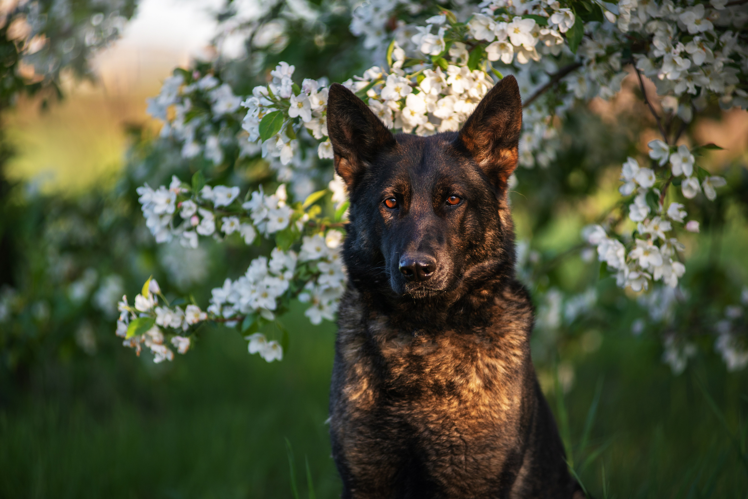 Весенняя овчарка. Дог-фотограф в Тюмени Александра Королева