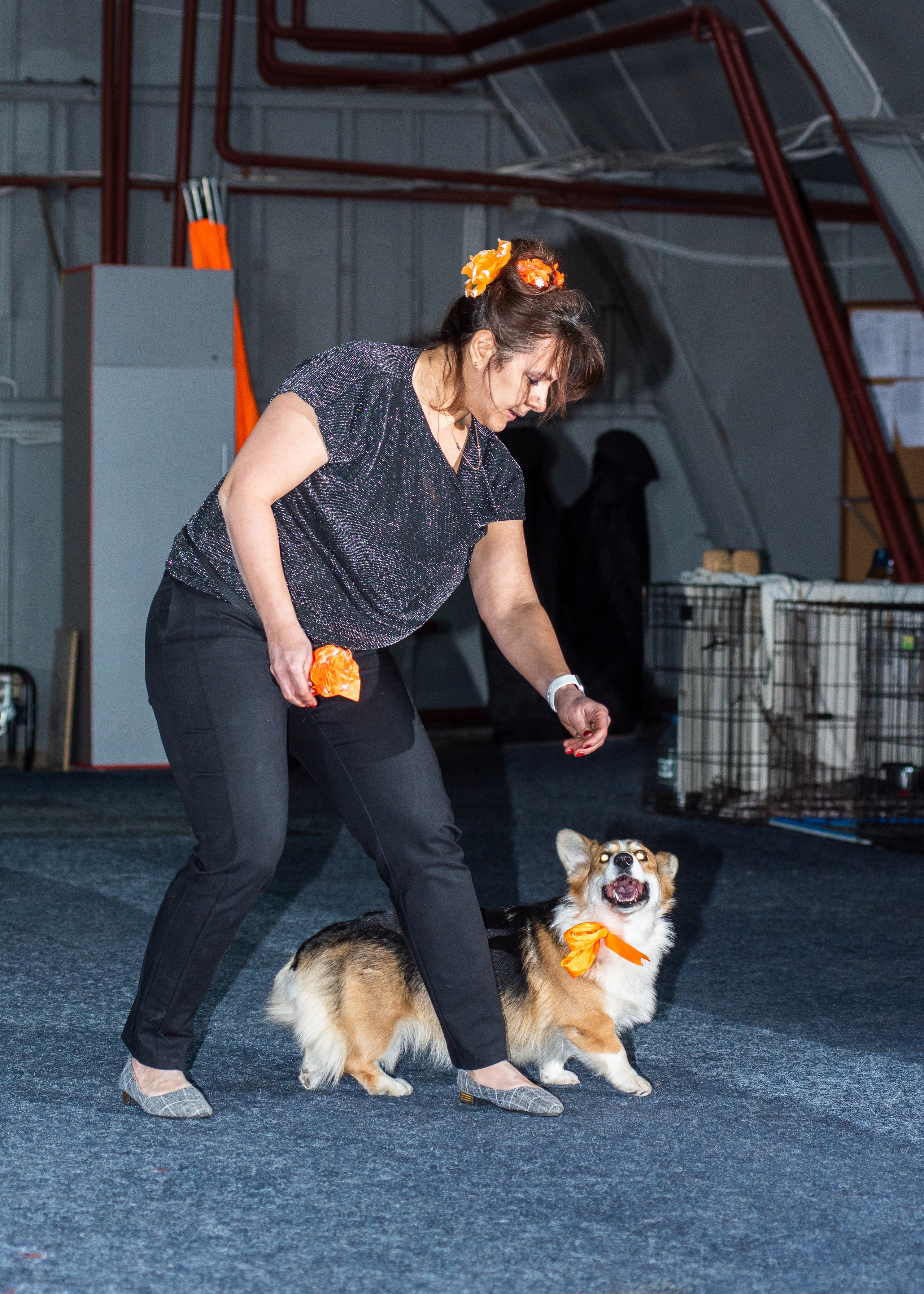 Танцы с собаками!. Дог-фотограф в Тюмени Александра Королева