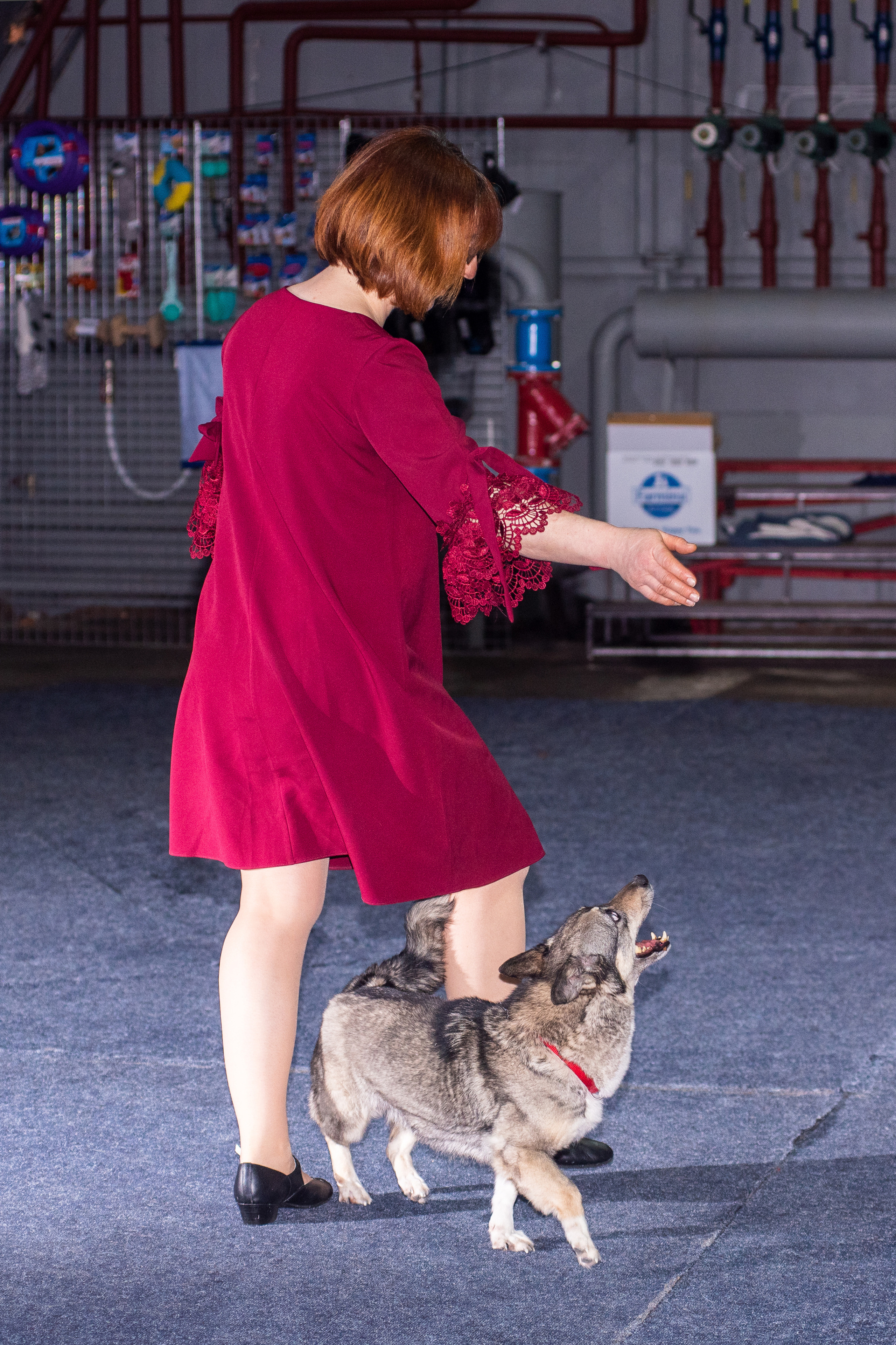 Танцы с собаками!. Дог-фотограф в Тюмени Александра Королева