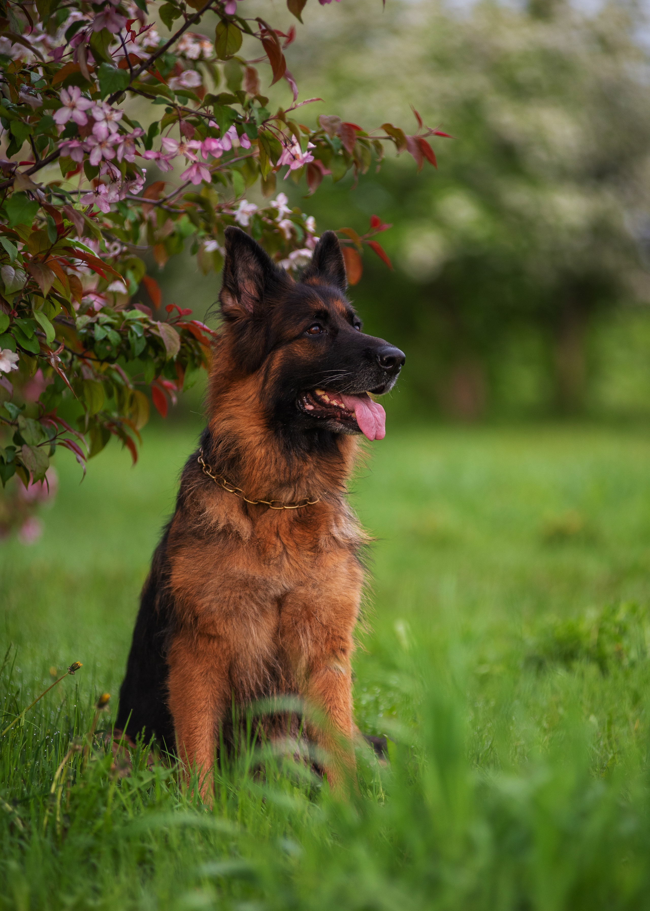 Овчарка в яблонях. Дог-фотограф в Тюмени Александра Королева