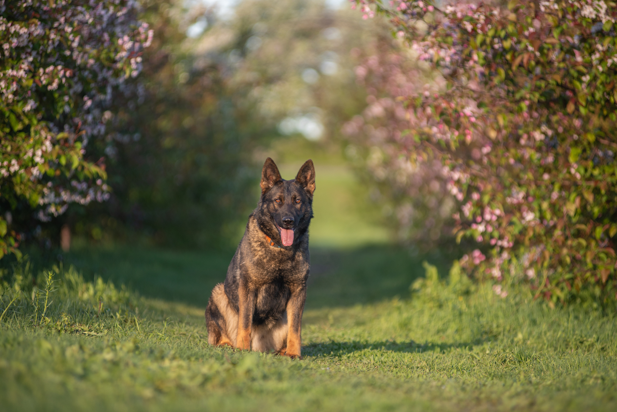 Весенняя овчарка. Дог-фотограф в Тюмени Александра Королева