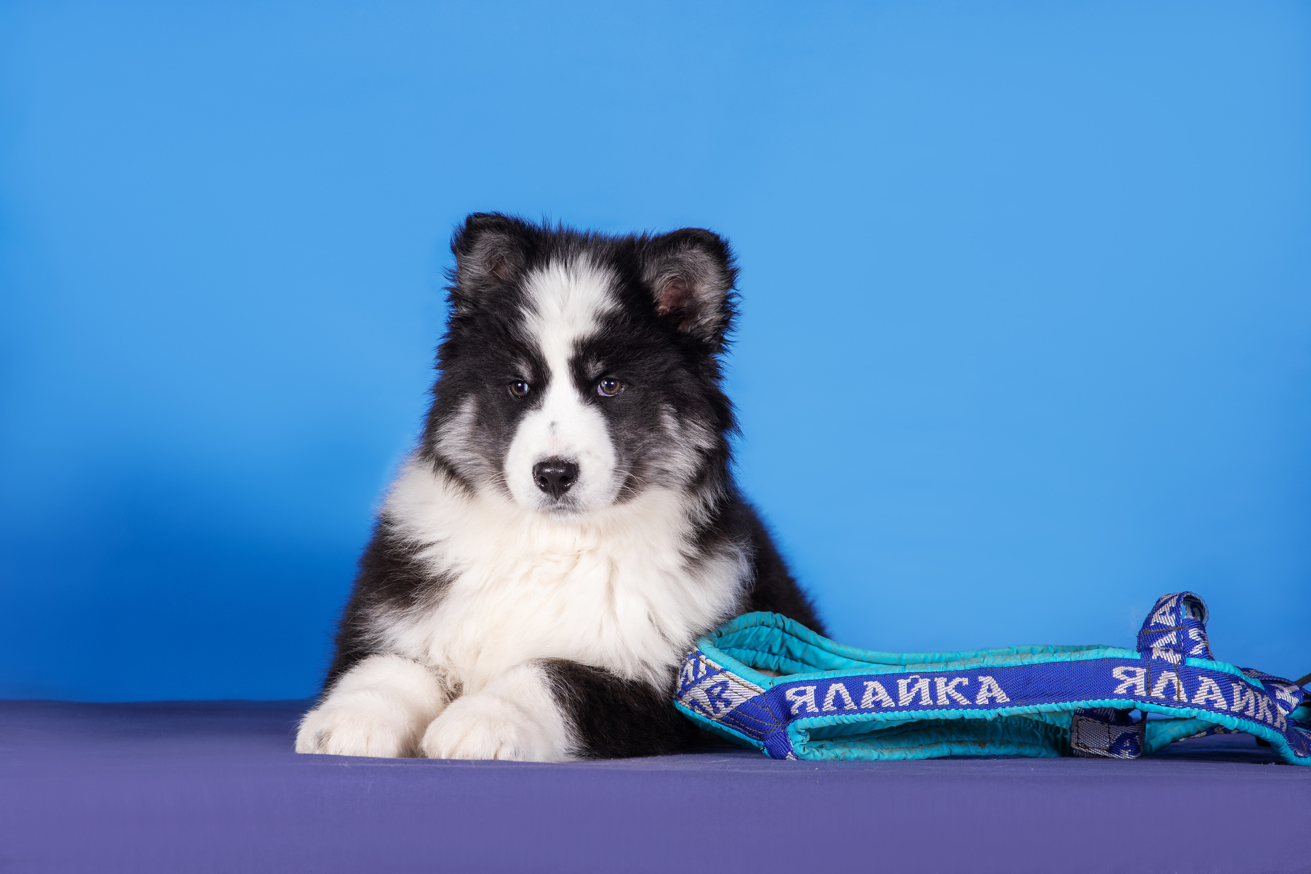 Якутята. Дог-фотограф в Тюмени Александра Королева