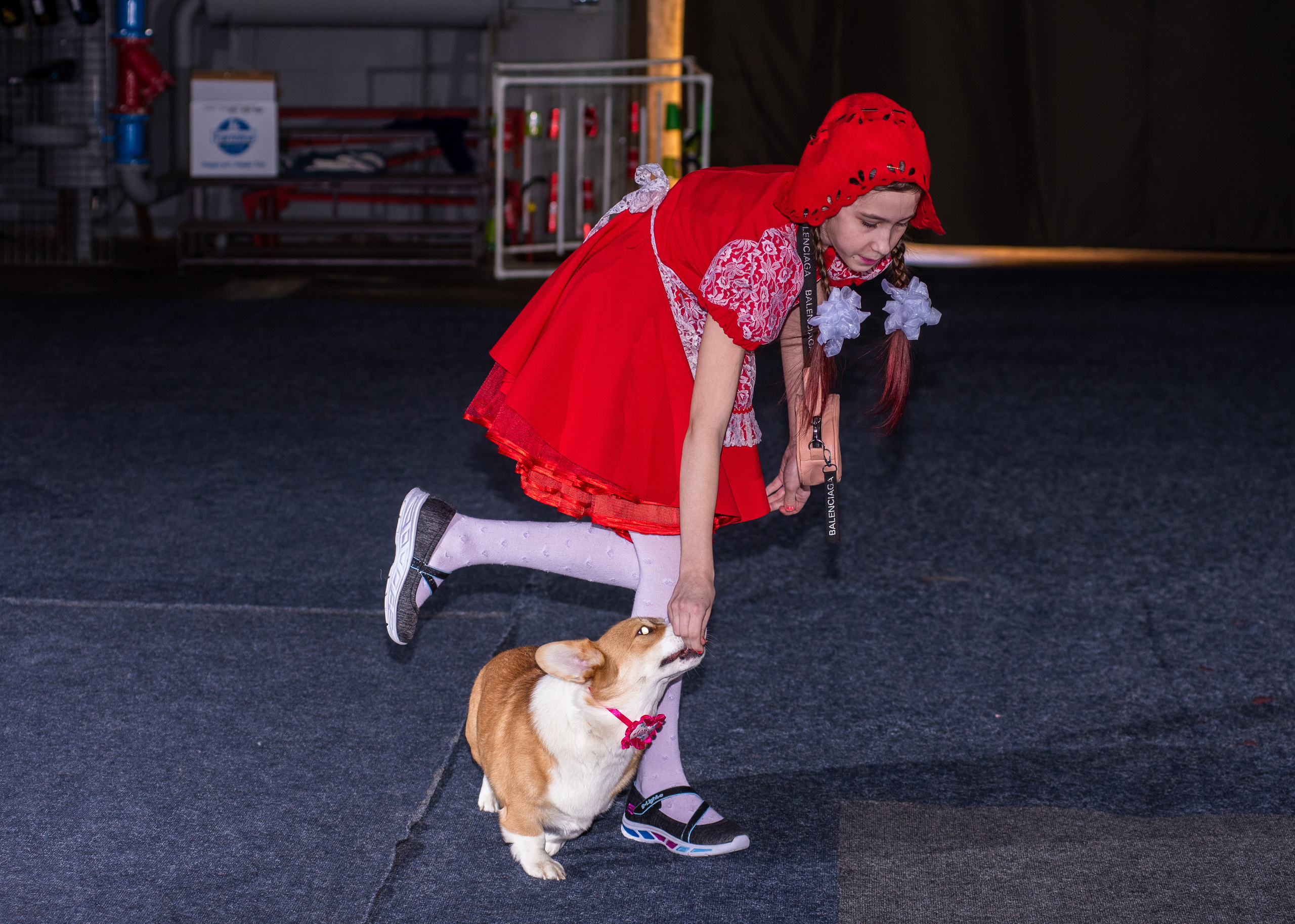 Танцы с собаками!. Дог-фотограф в Тюмени Александра Королева