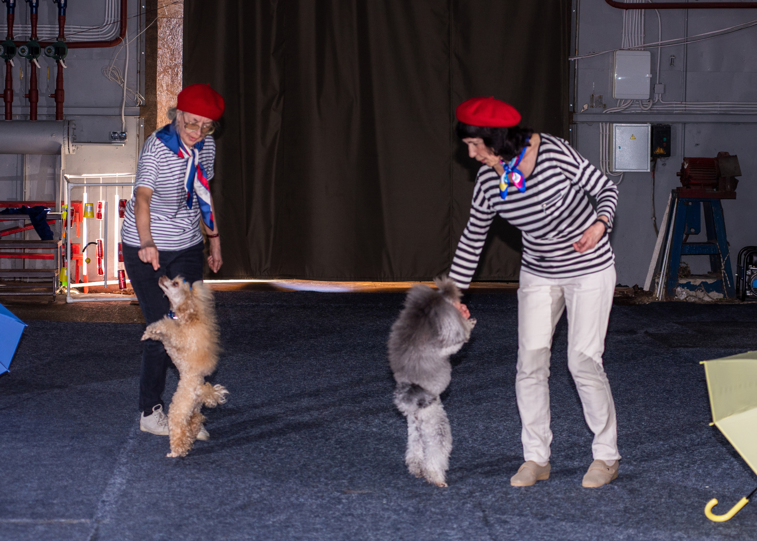 Танцы с собаками!. Дог-фотограф в Тюмени Александра Королева