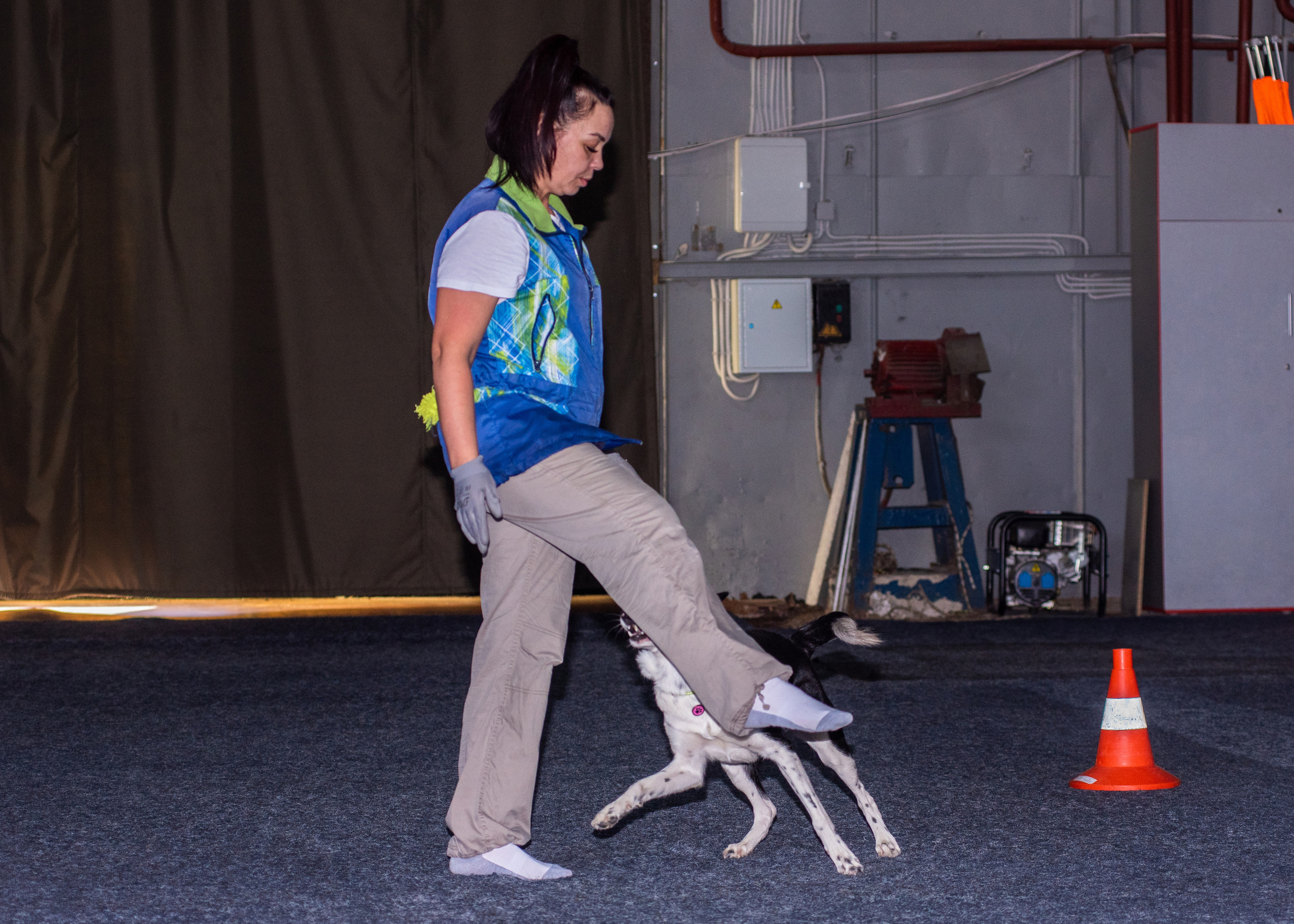 Танцы с собаками!. Дог-фотограф в Тюмени Александра Королева