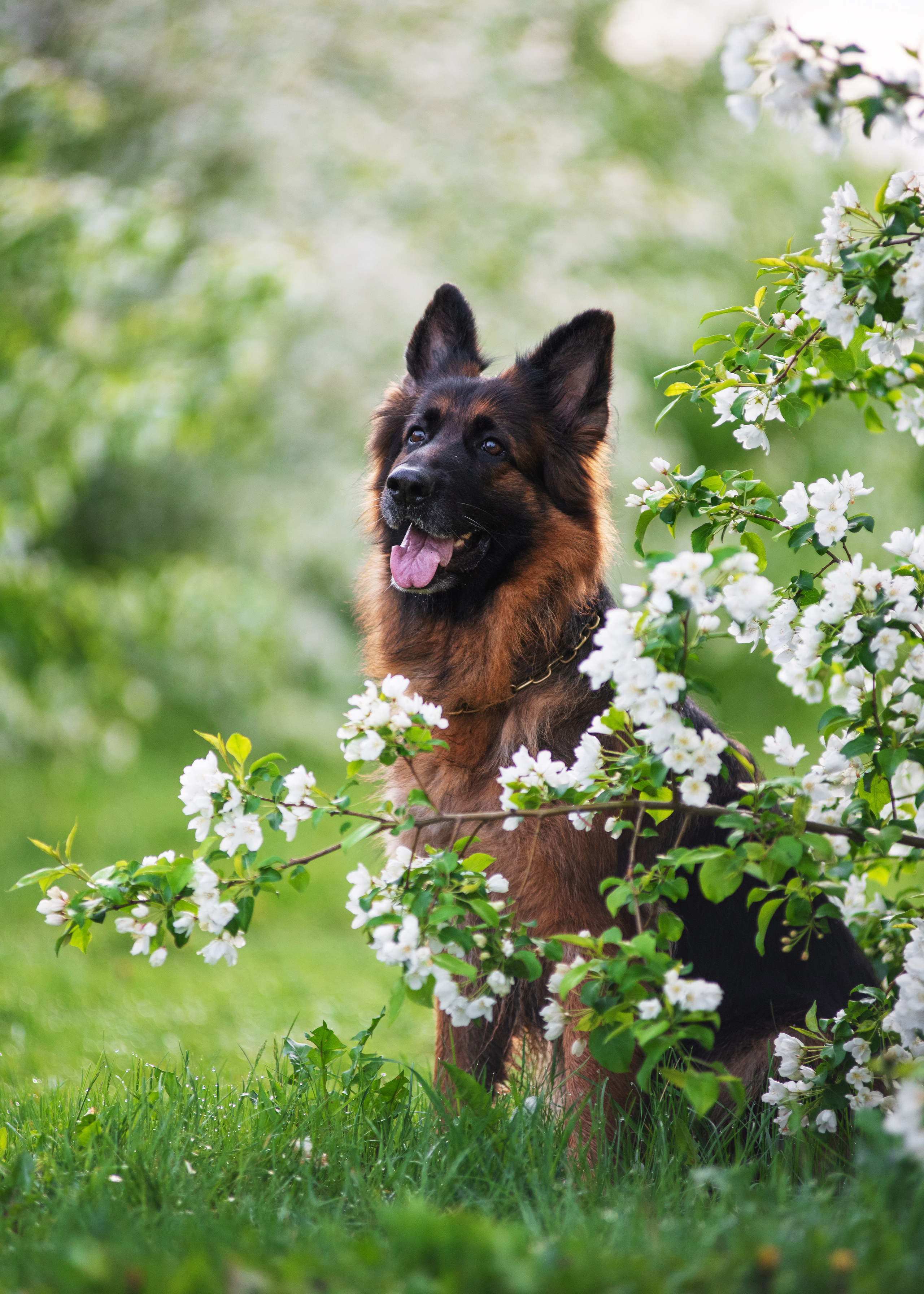 Овчарка в яблонях. Дог-фотограф в Тюмени Александра Королева