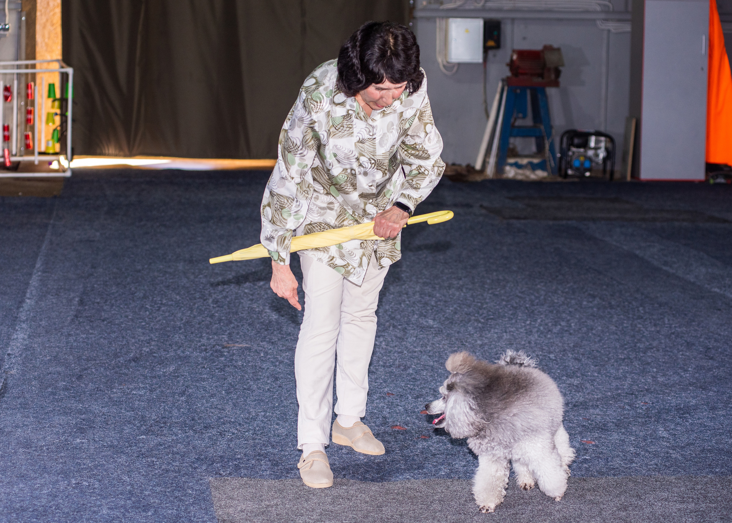 Танцы с собаками!. Дог-фотограф в Тюмени Александра Королева