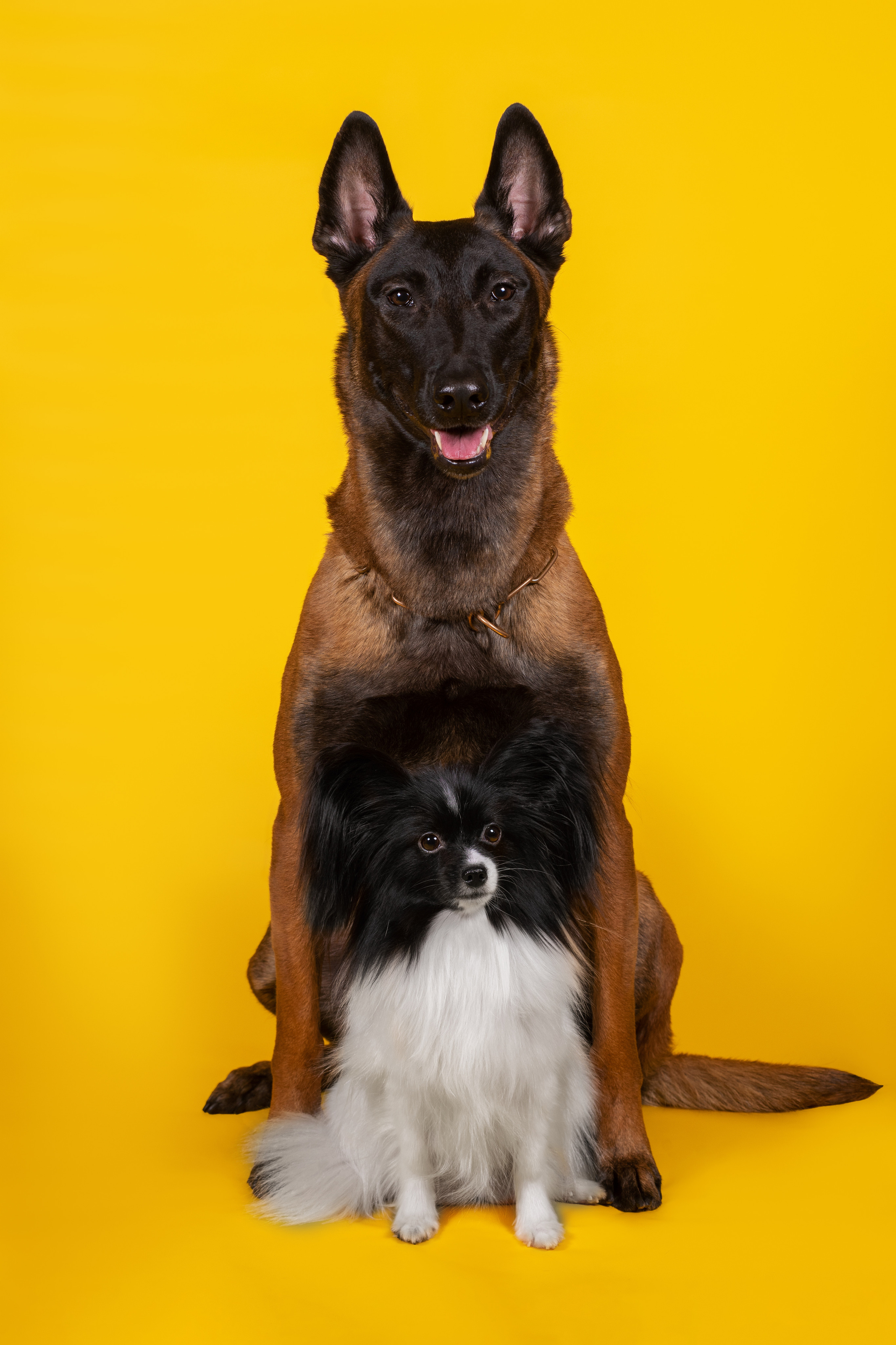 Модная малинуа. Дог-фотограф в Тюмени Александра Королева