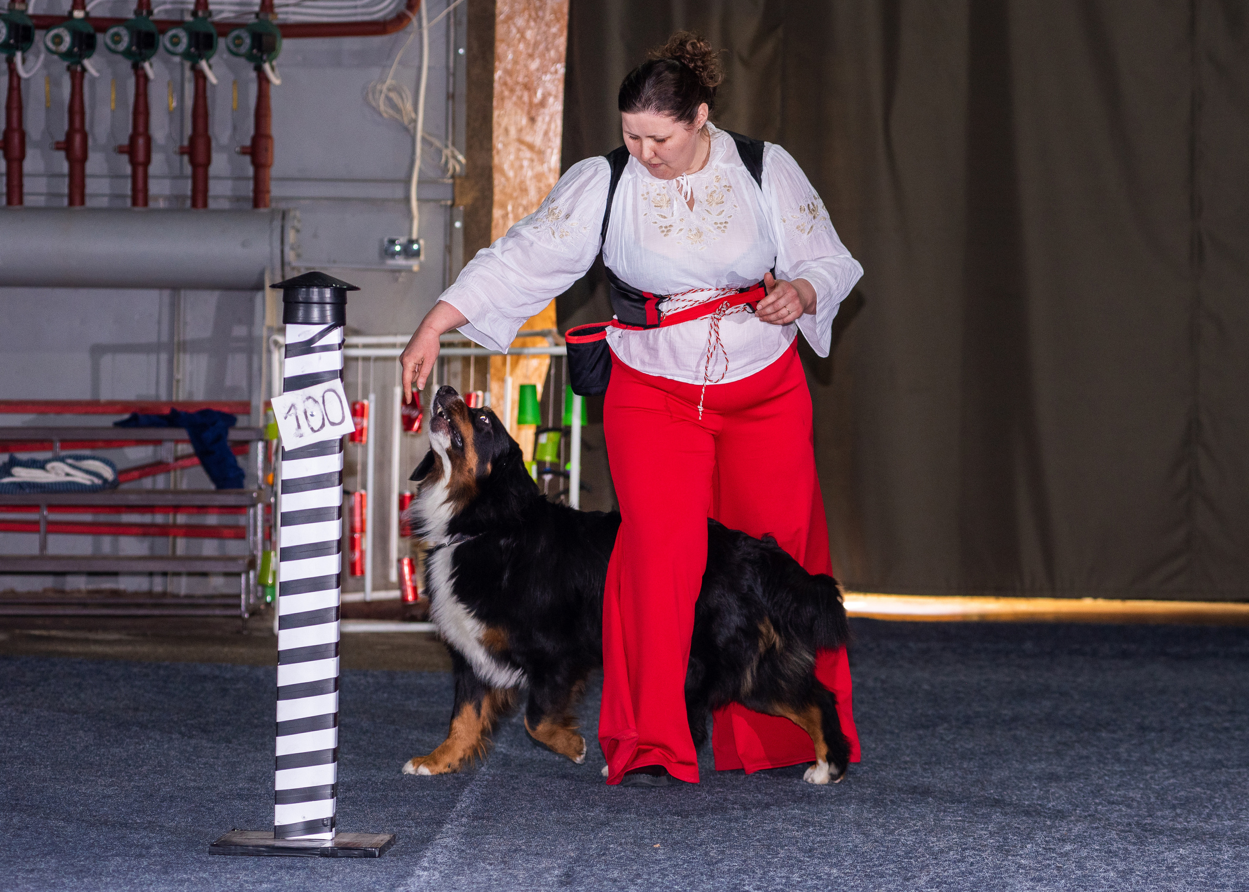 Танцы с собаками!. Дог-фотограф в Тюмени Александра Королева