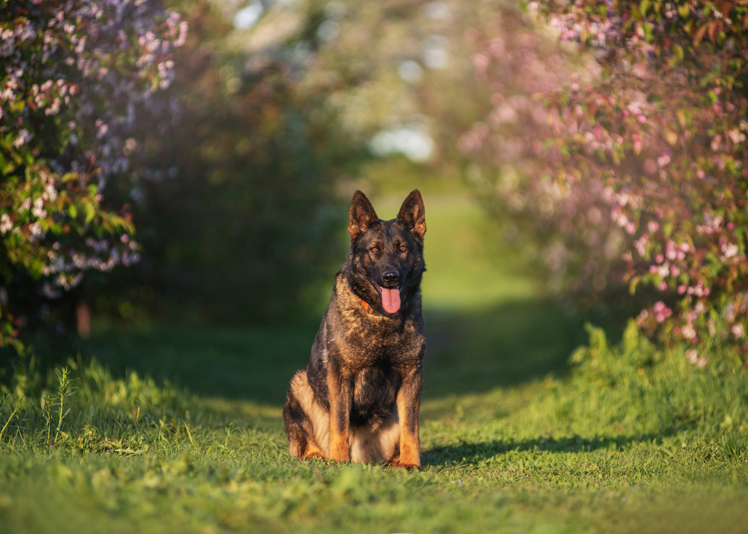 Весенняя овчарка. Дог-фотограф в Тюмени Александра Королева