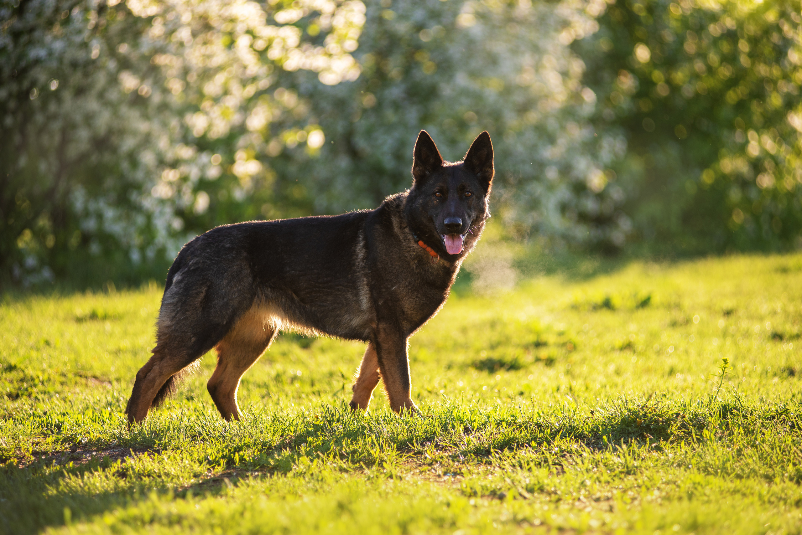 Весенняя овчарка. Дог-фотограф в Тюмени Александра Королева