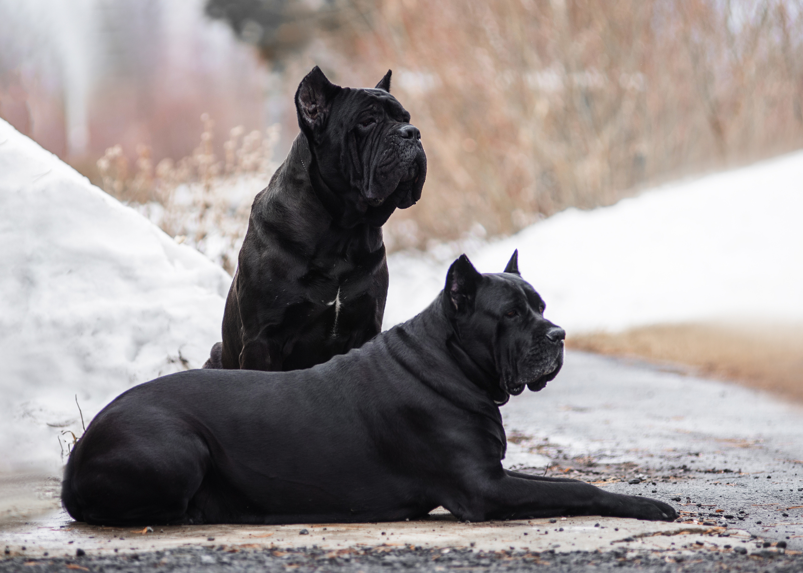 Кане корсо. Дог-фотограф в Тюмени Александра Королева